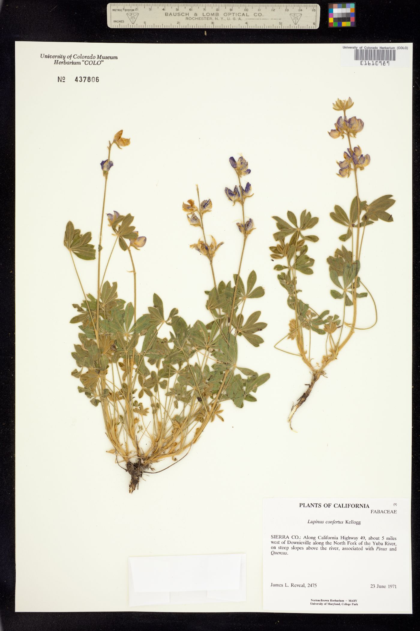 Lupinus confertus image