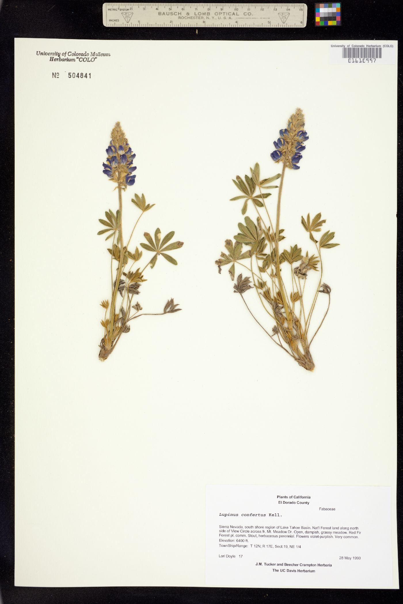 Lupinus confertus image