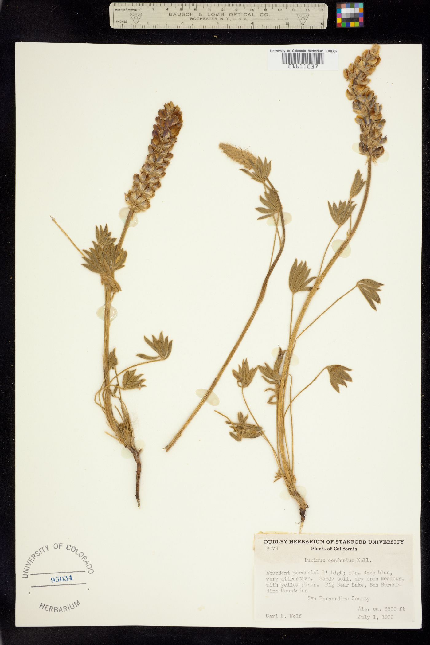 Lupinus confertus image