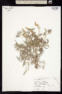 Lupinus latifolius ssp. latifolius image