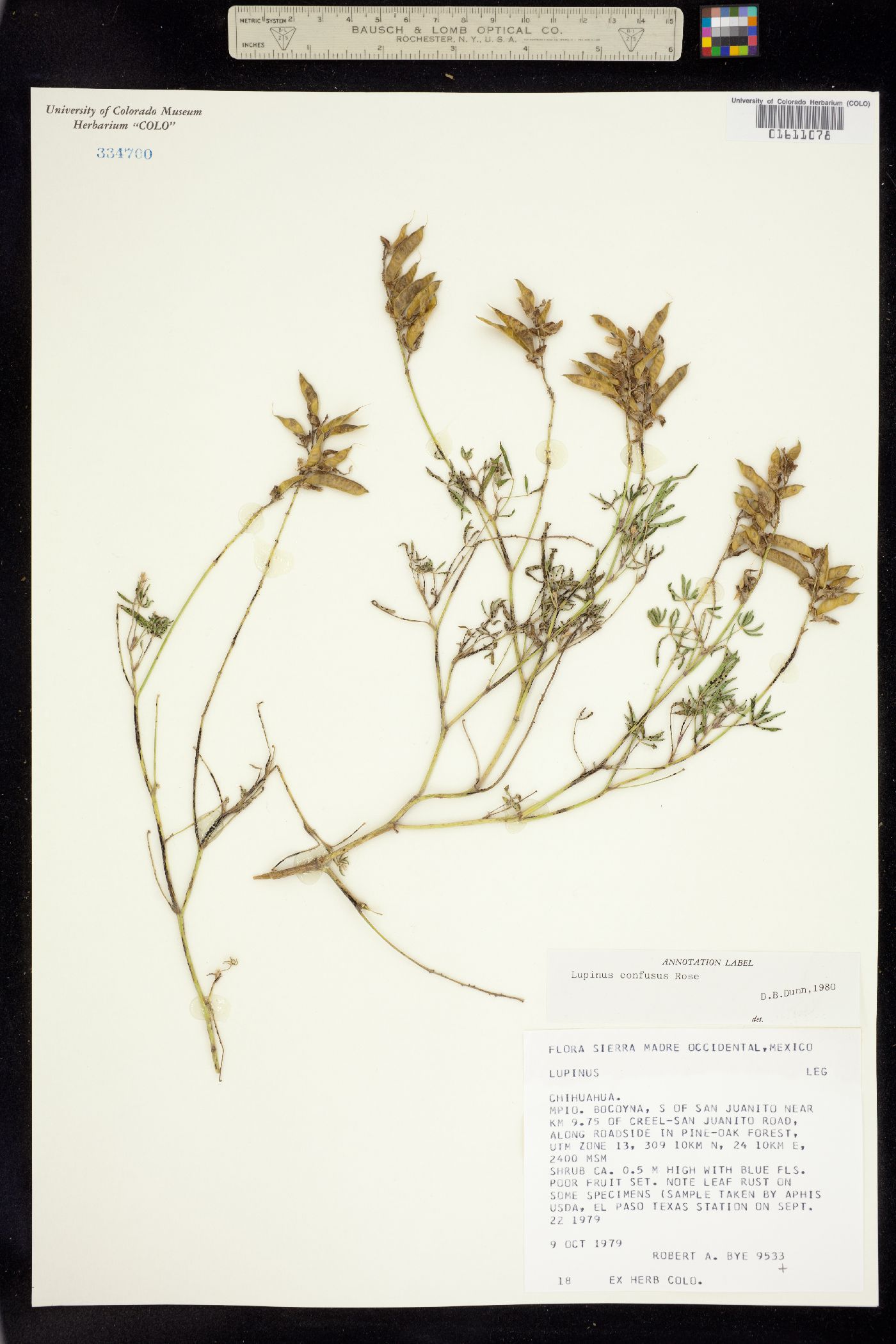 Lupinus latifolius ssp. latifolius image