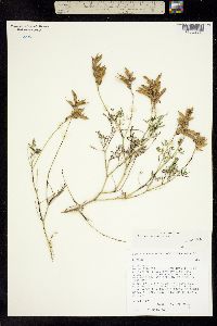 Lupinus latifolius ssp. latifolius image