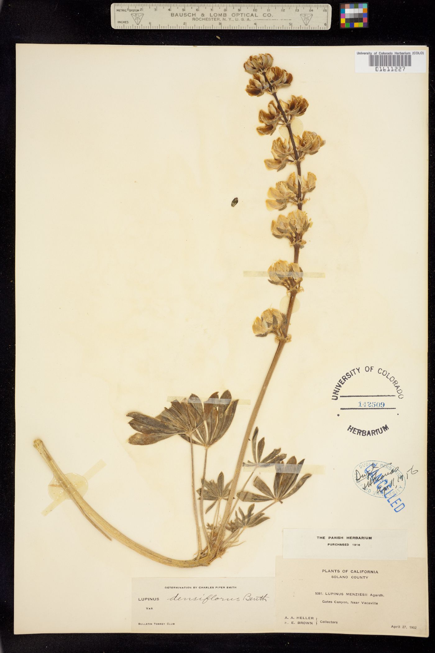 Lupinus densiflorus image