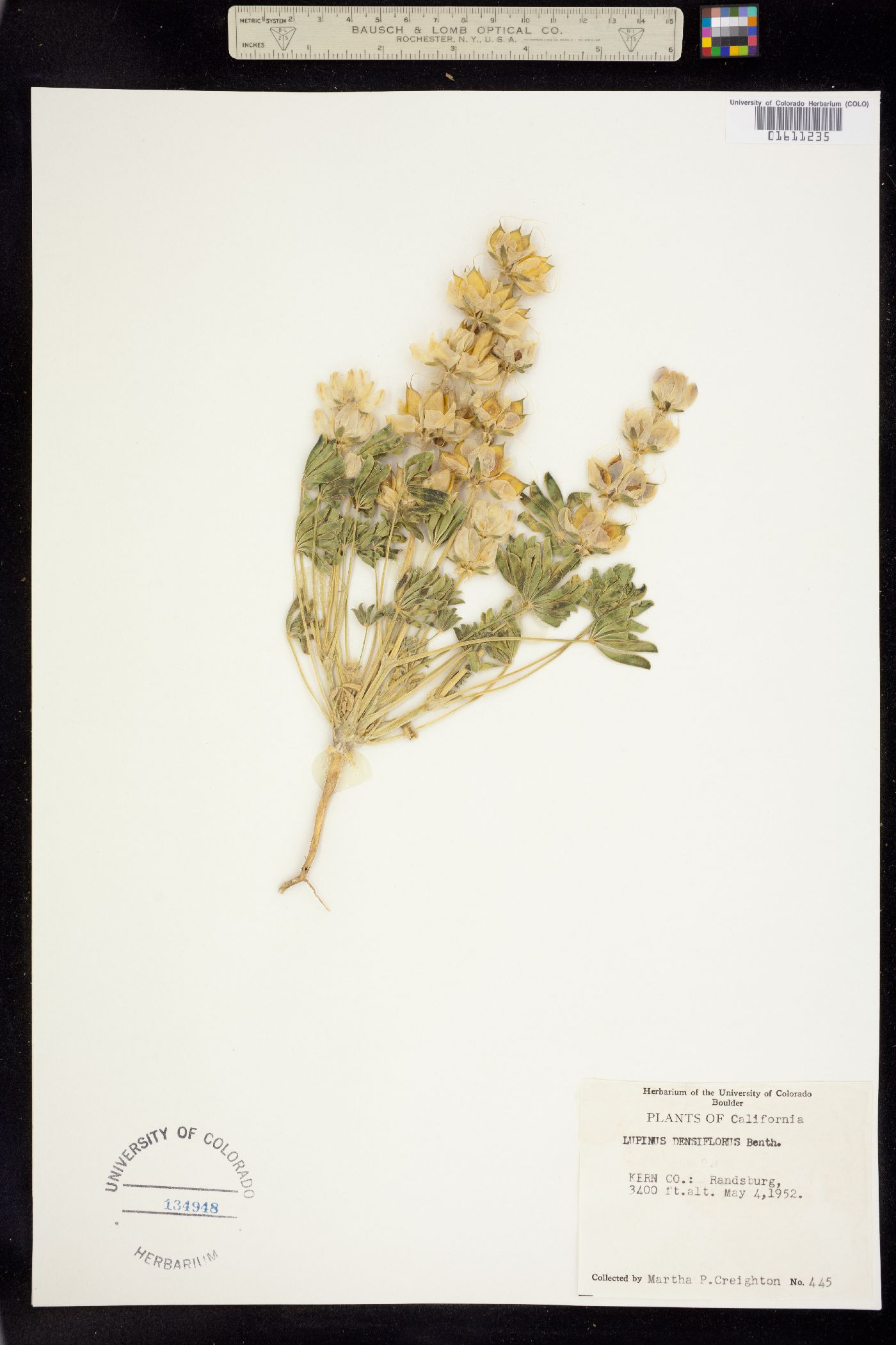 Lupinus densiflorus image