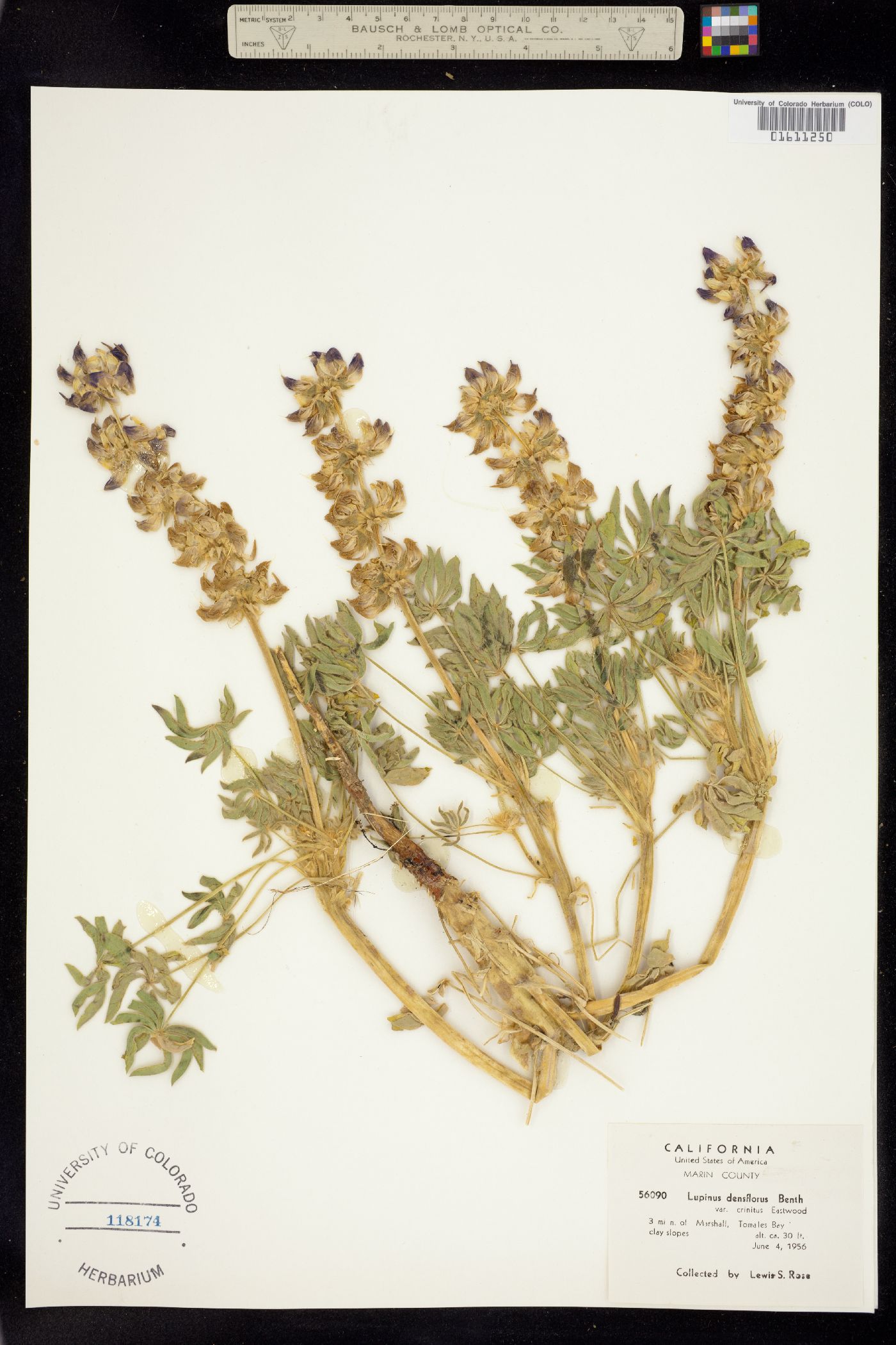 Lupinus densiflorus image