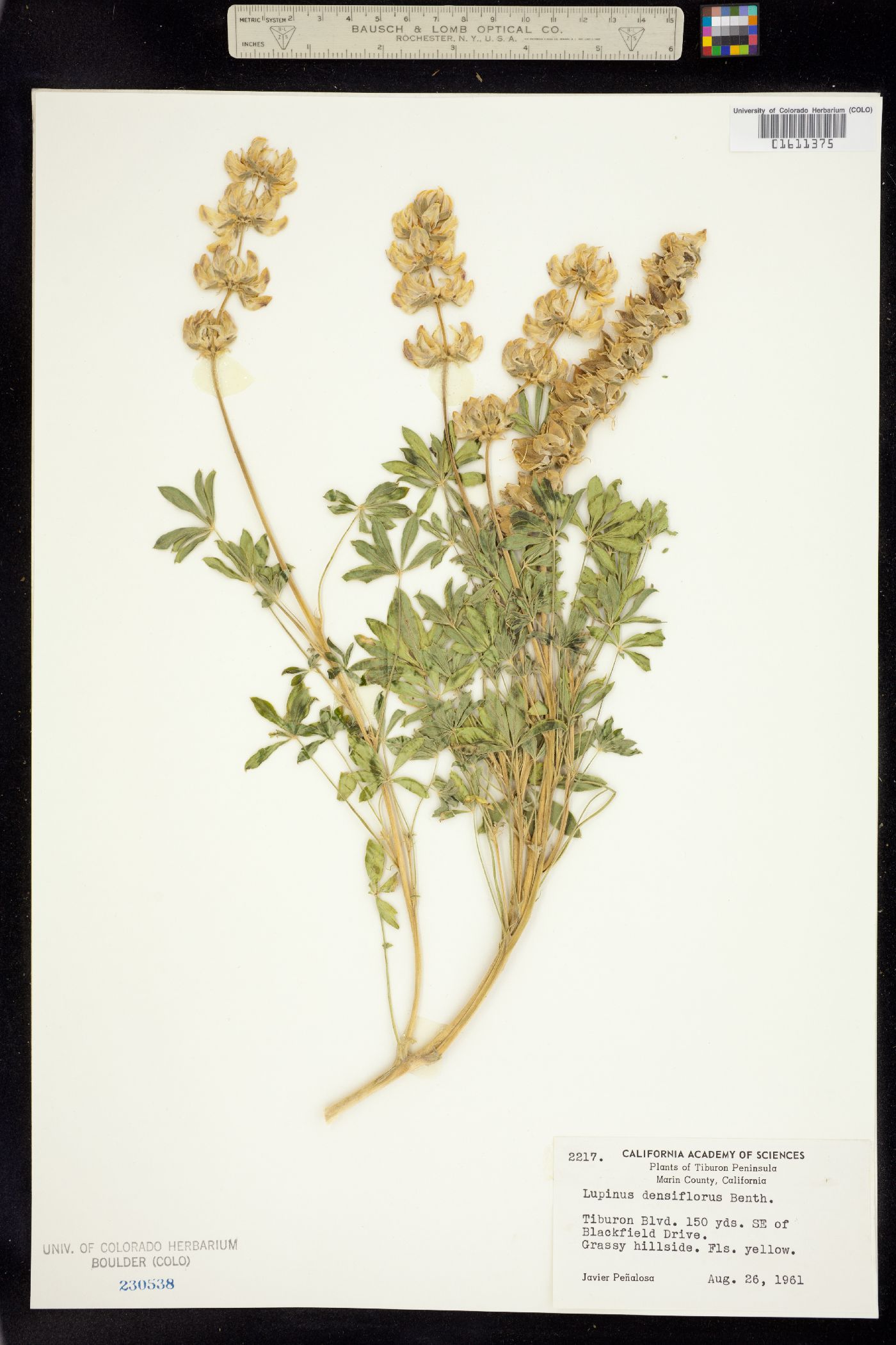 Lupinus densiflorus image