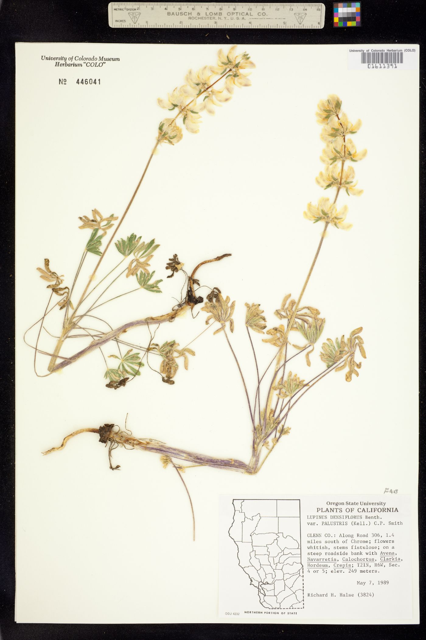 Lupinus densiflorus image