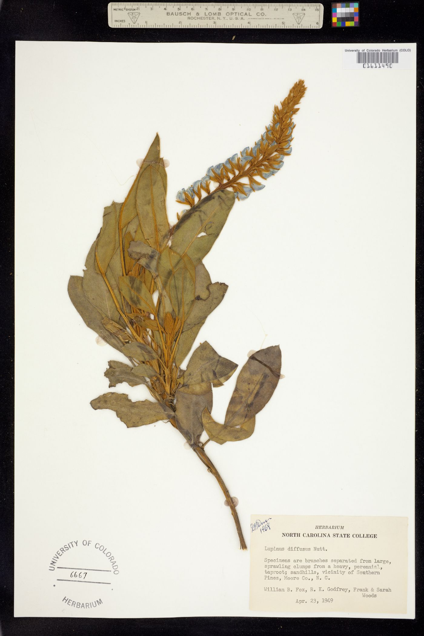 Lupinus diffusus image