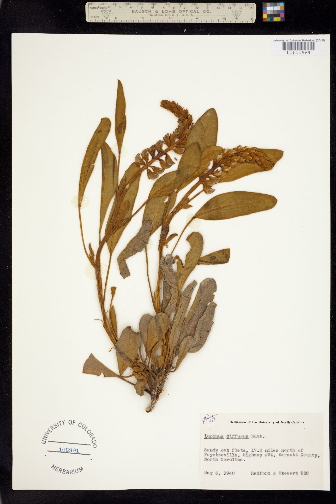 Lupinus diffusus image