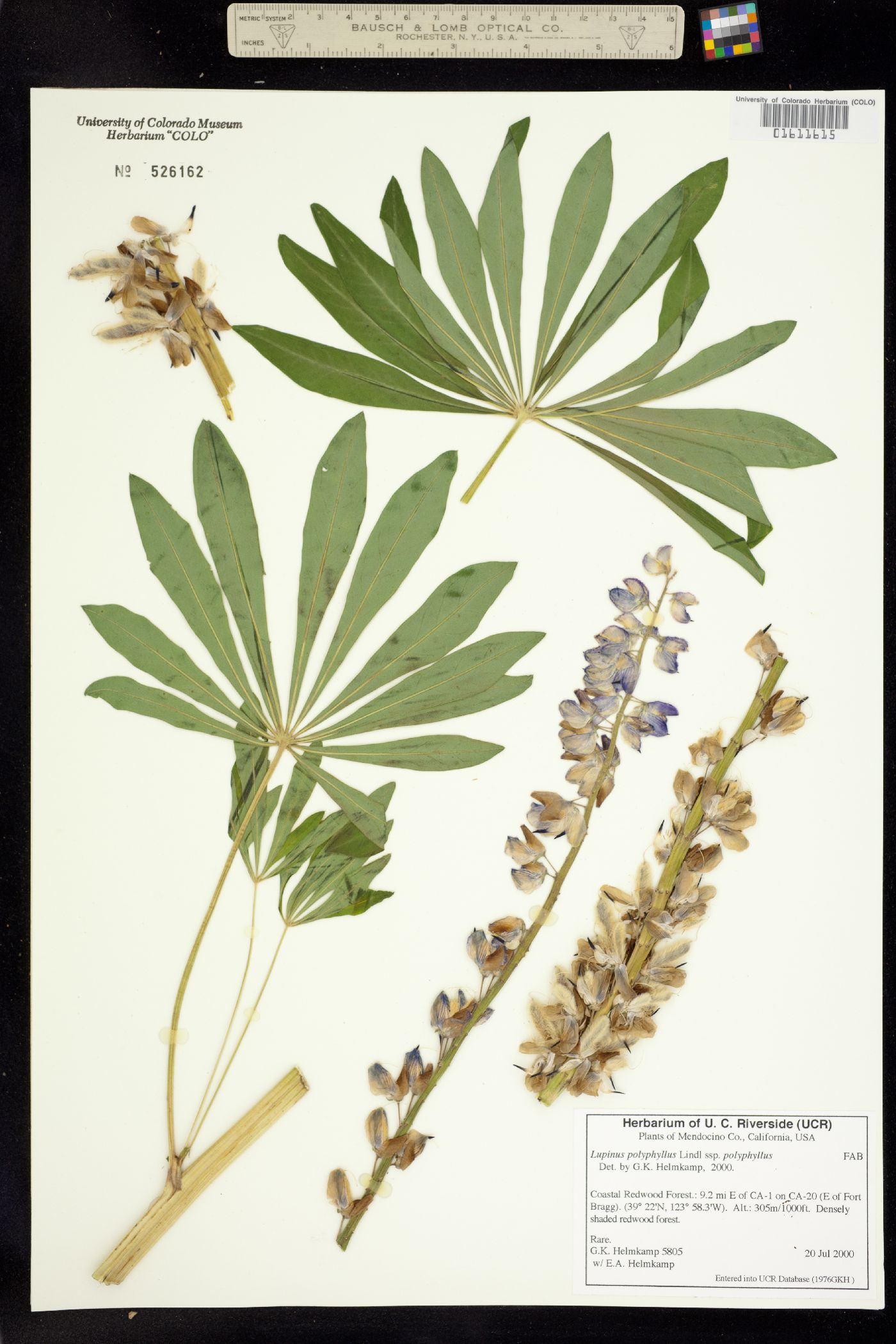 Lupinus polyphyllus image