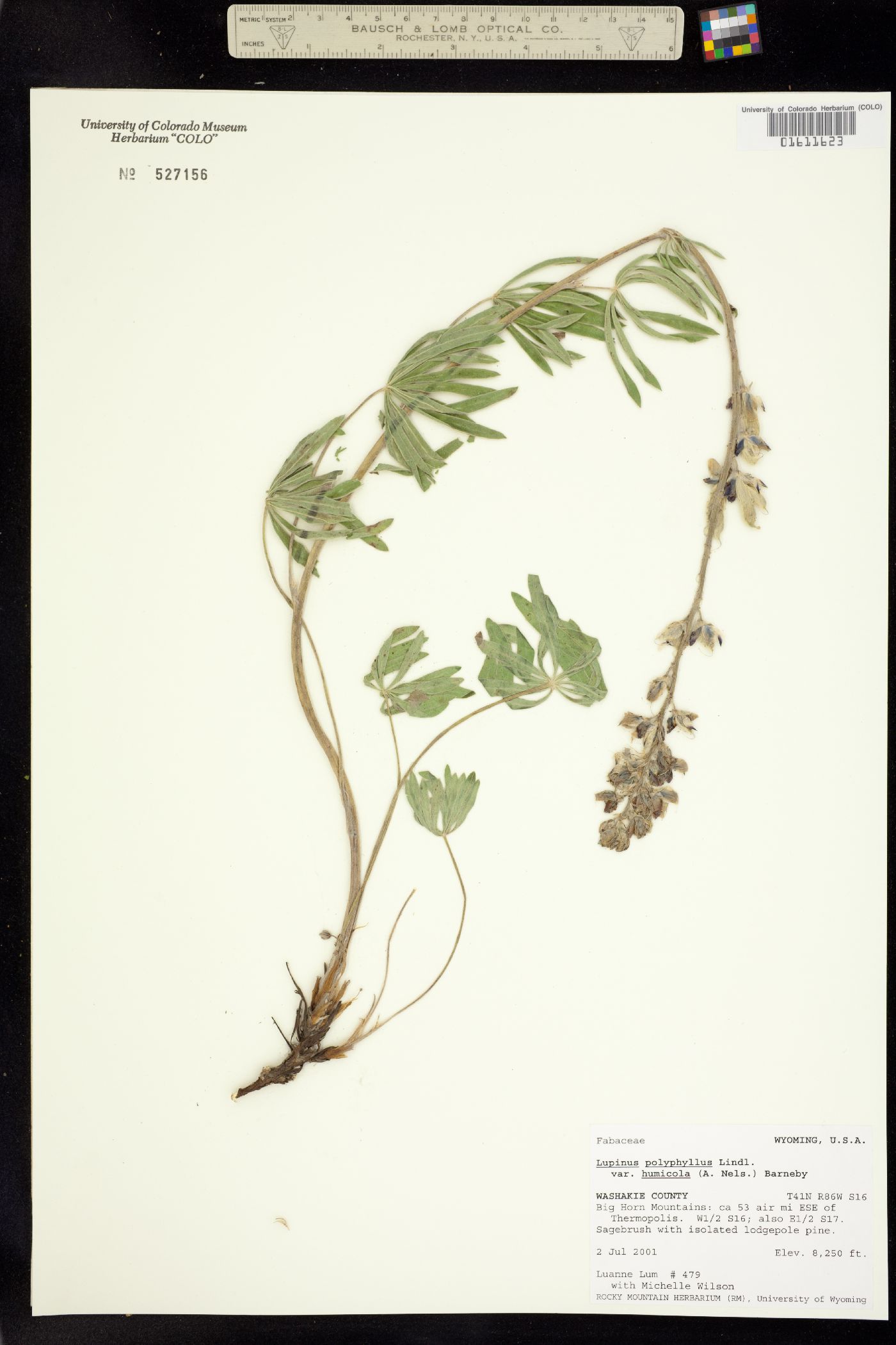 Lupinus wyethii ssp. wyethii image