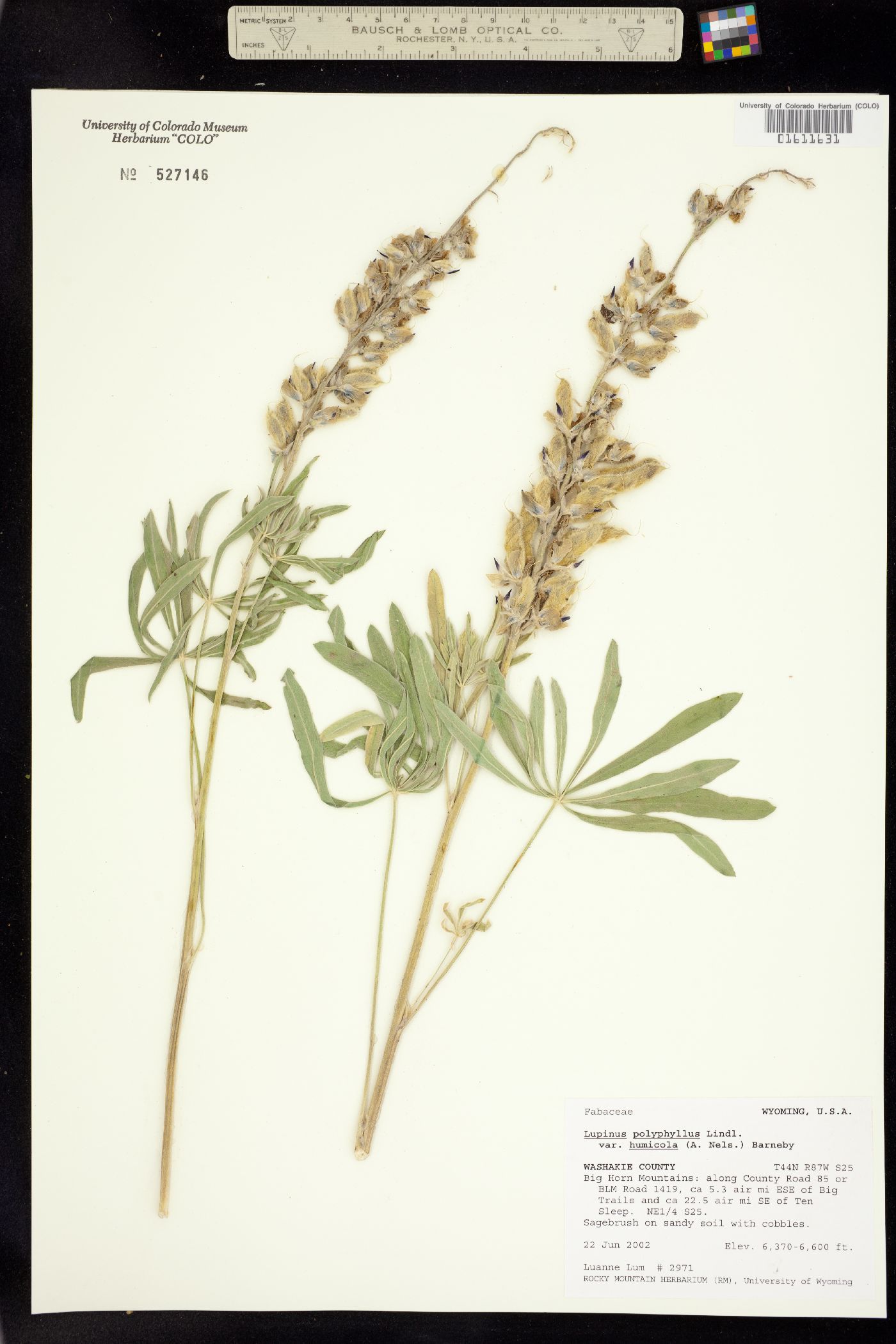 Lupinus wyethii ssp. wyethii image