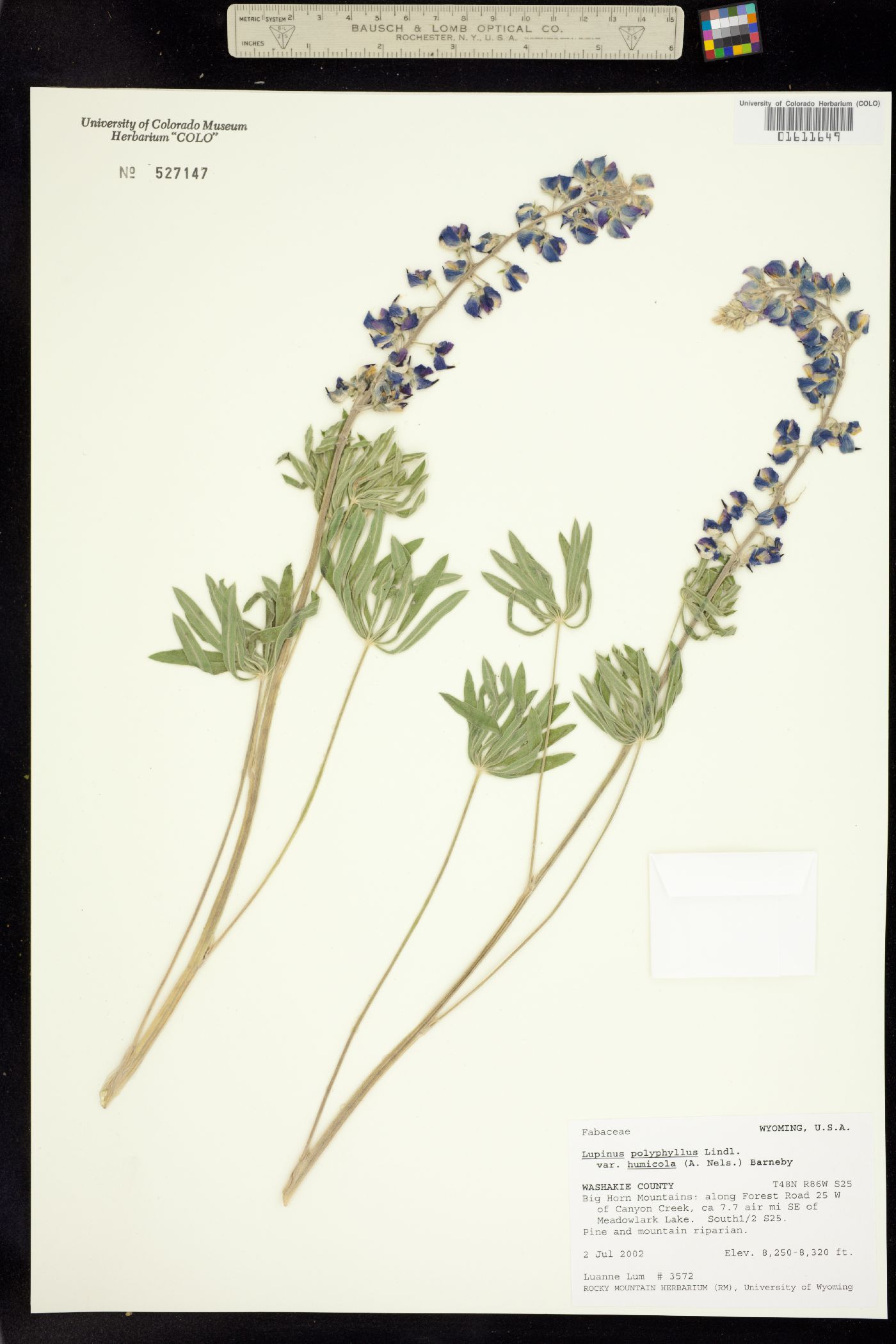 Lupinus wyethii ssp. wyethii image