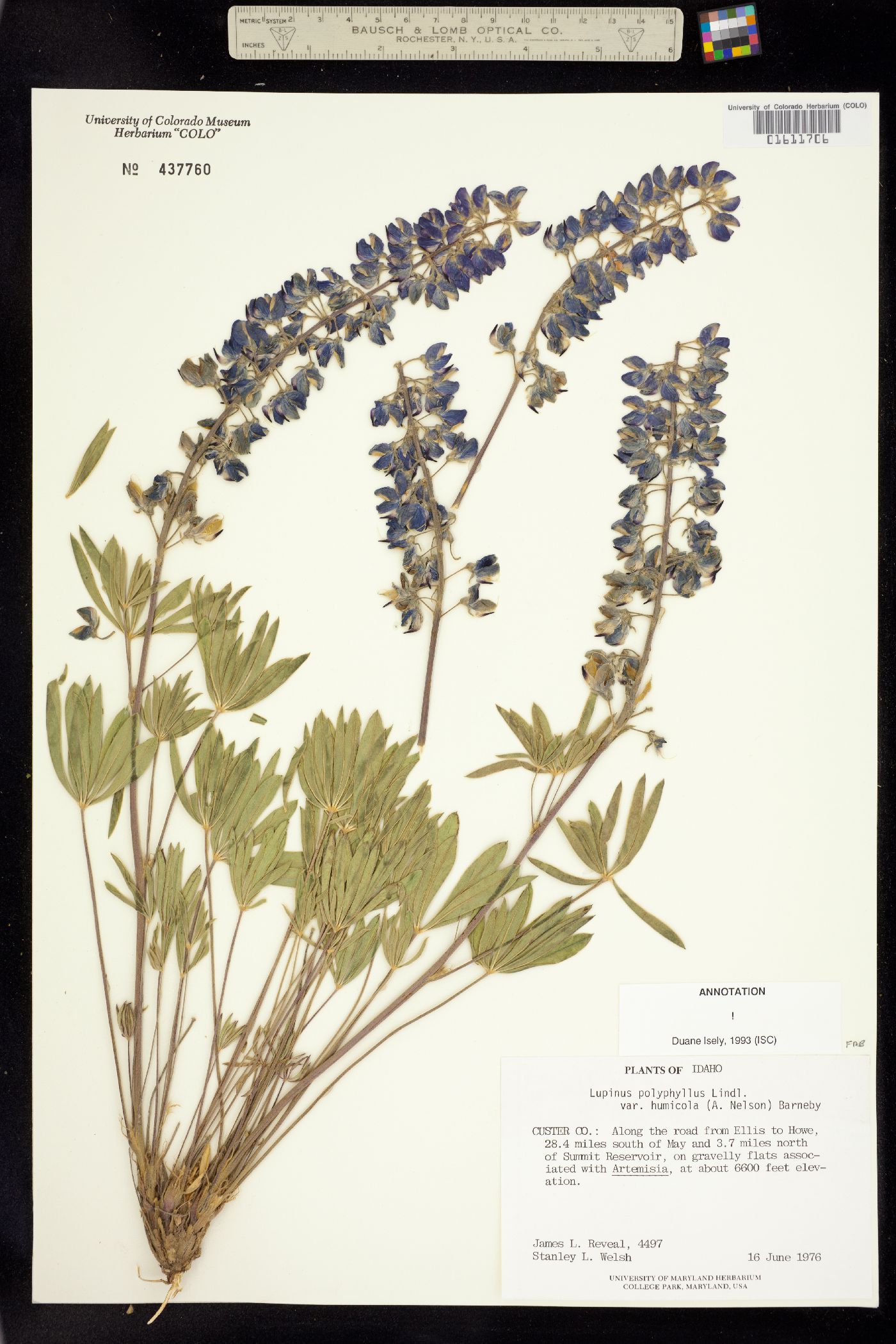 Lupinus wyethii ssp. wyethii image