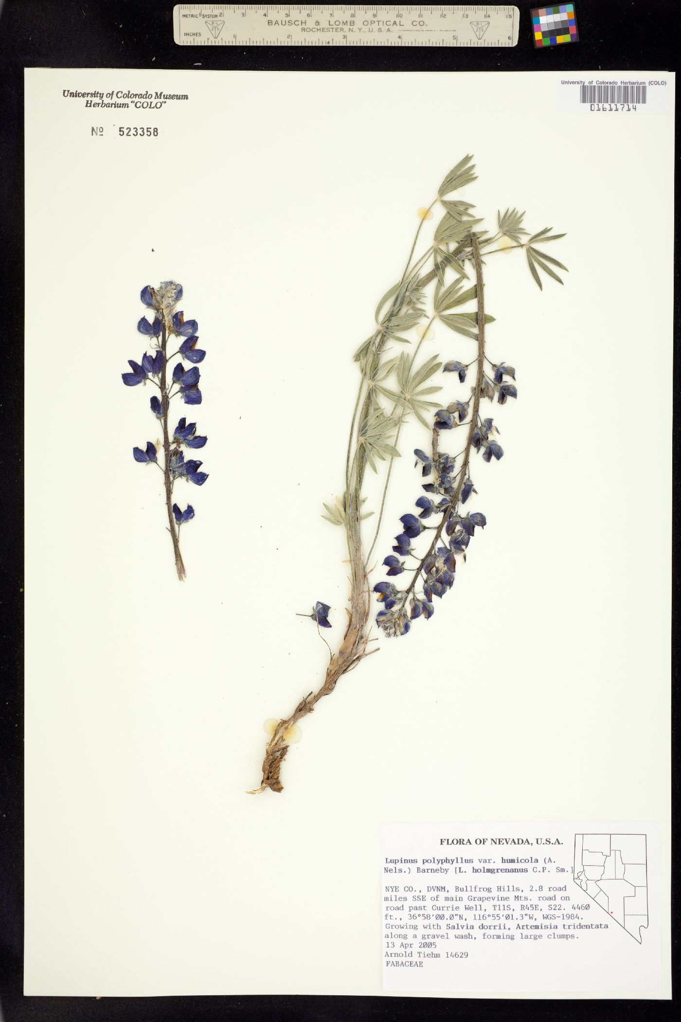 Lupinus polyphyllus image