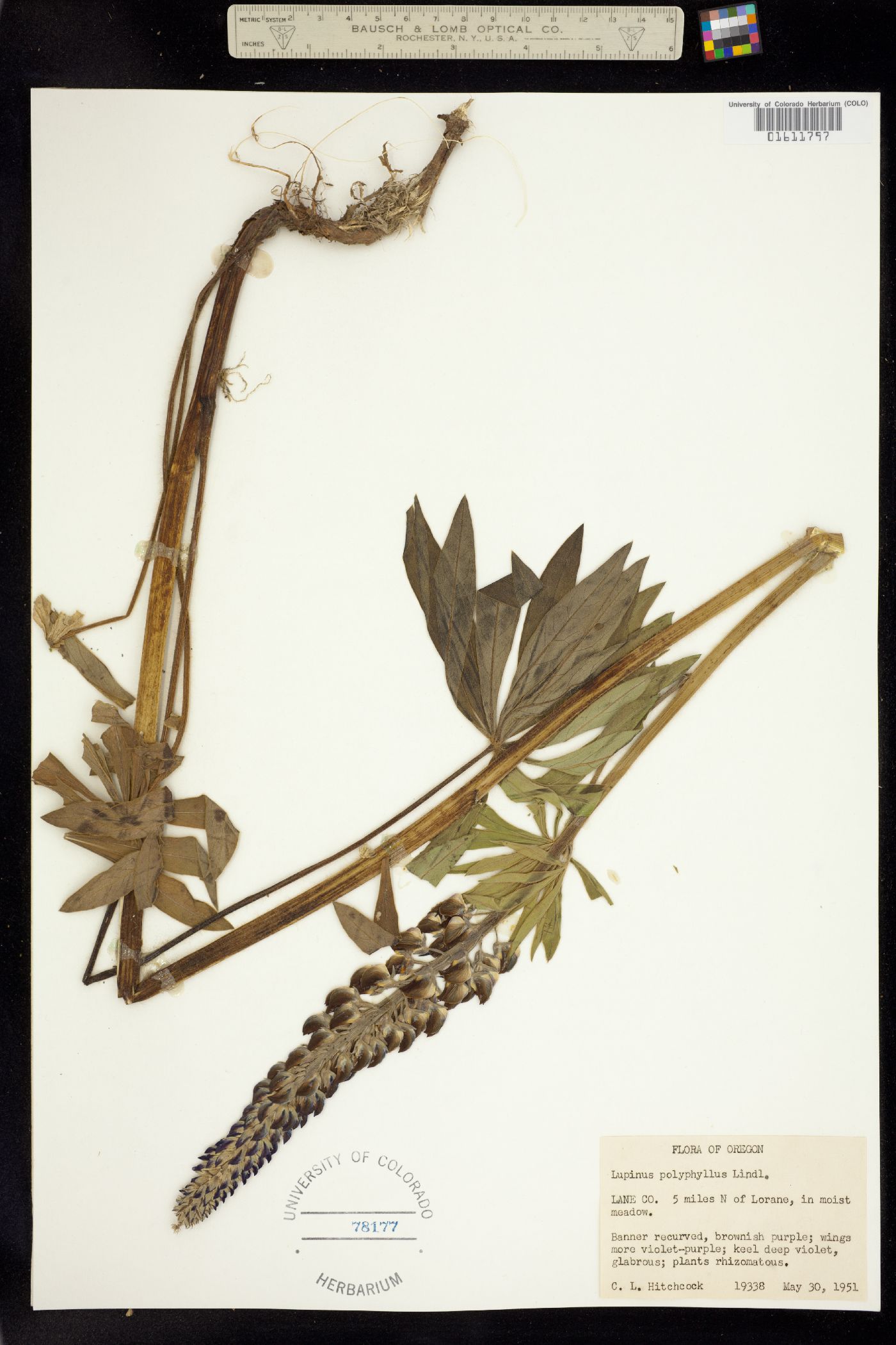 Lupinus polyphyllus image