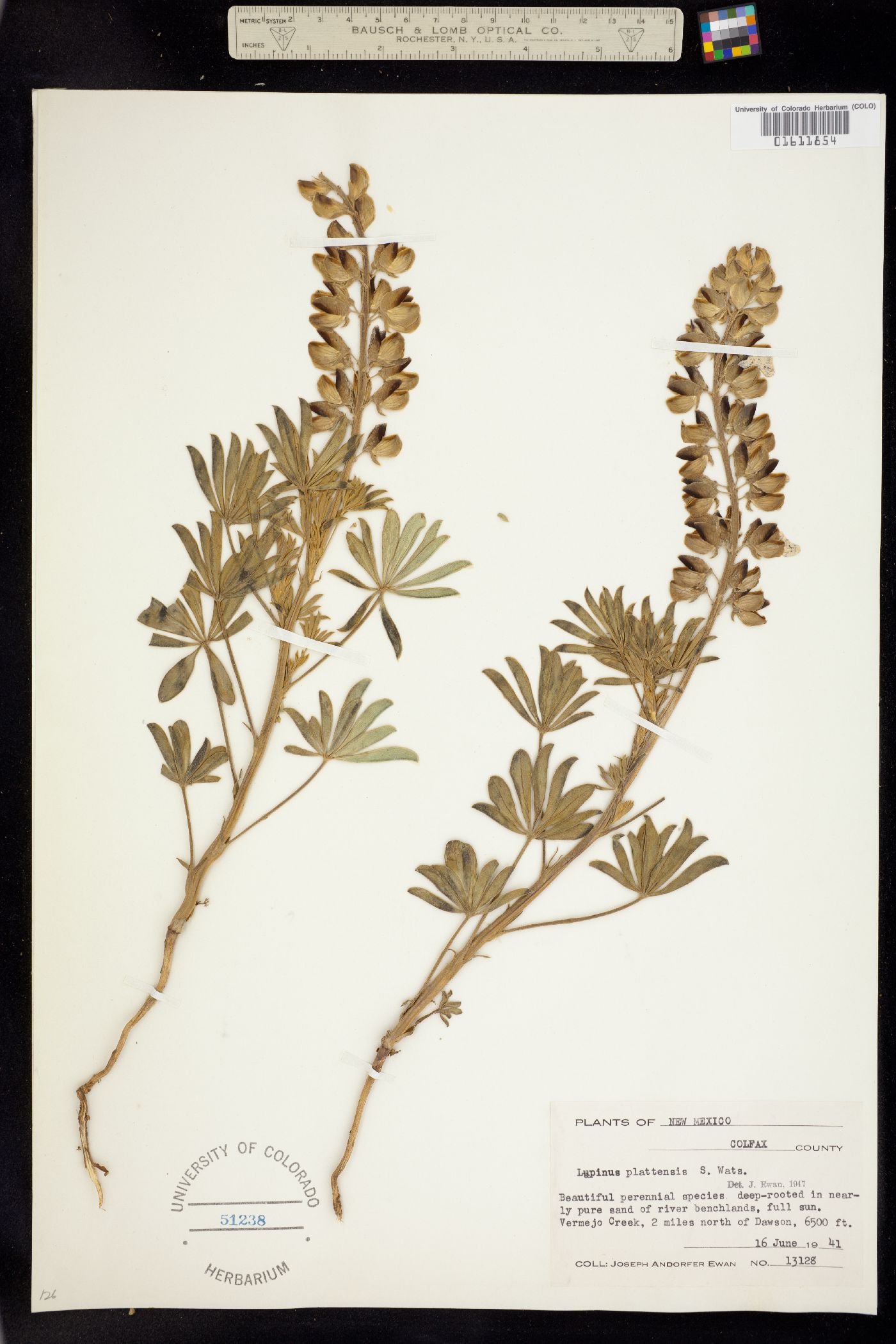 Lupinus plattensis image