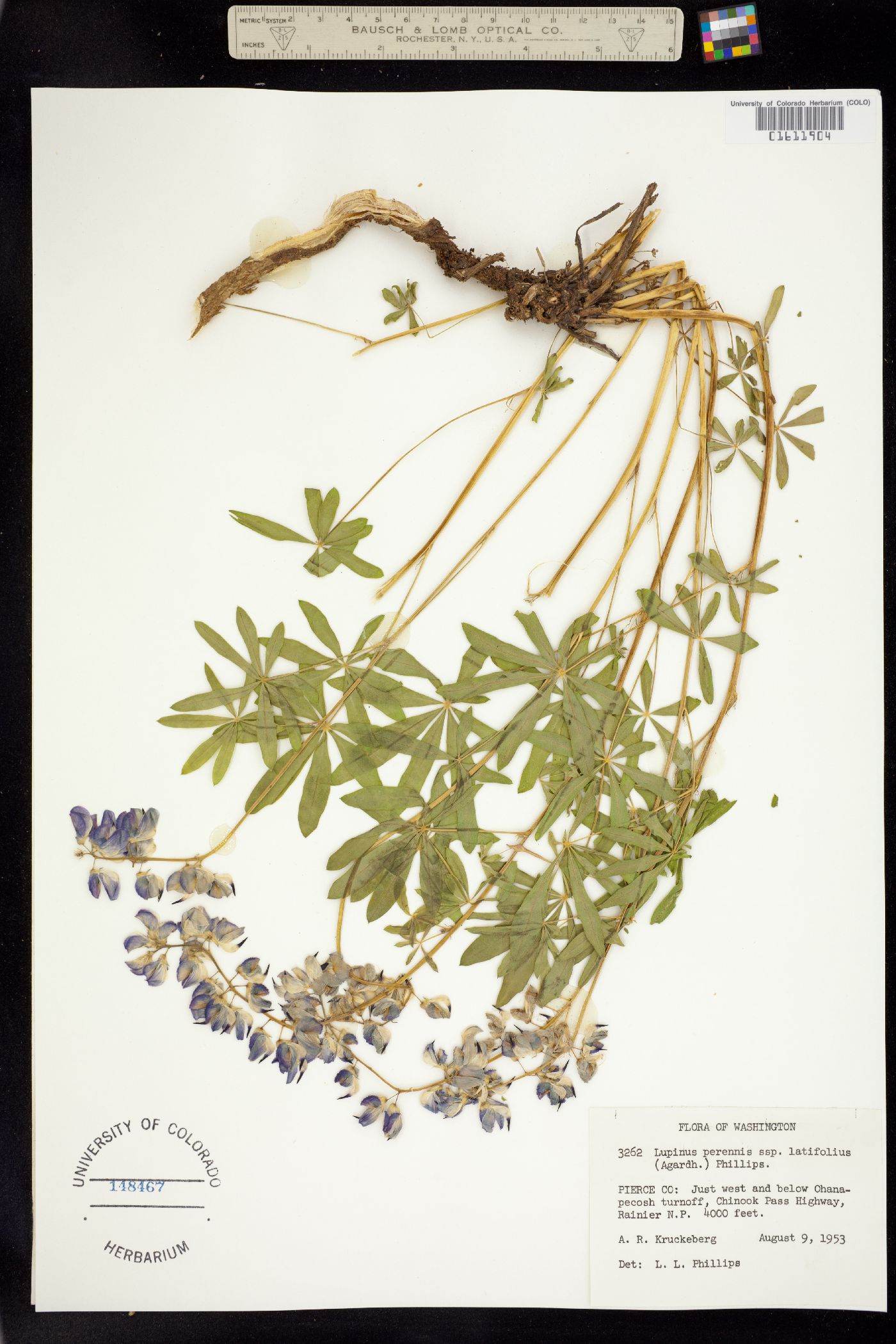 Lupinus perennis image