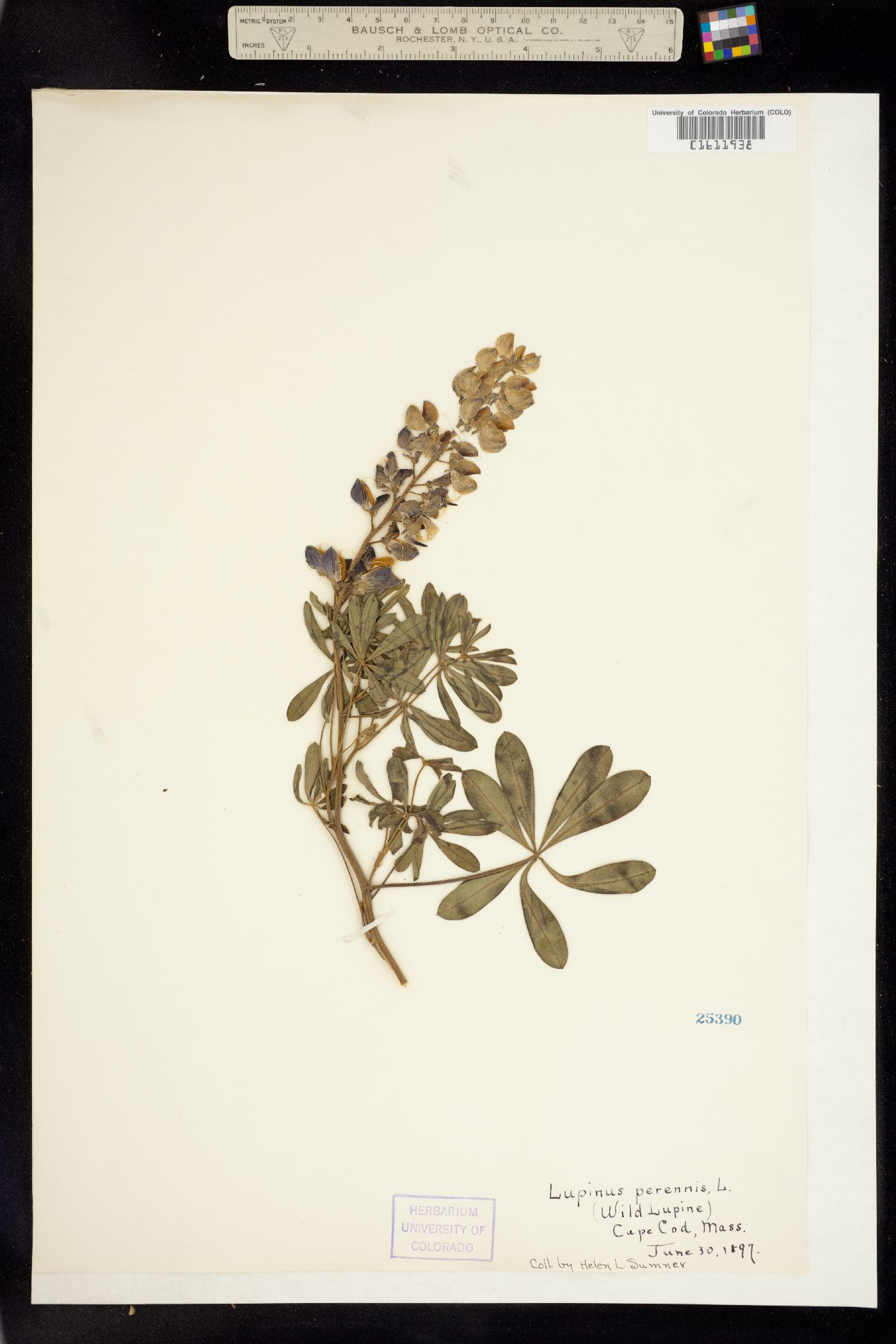 Lupinus perennis image