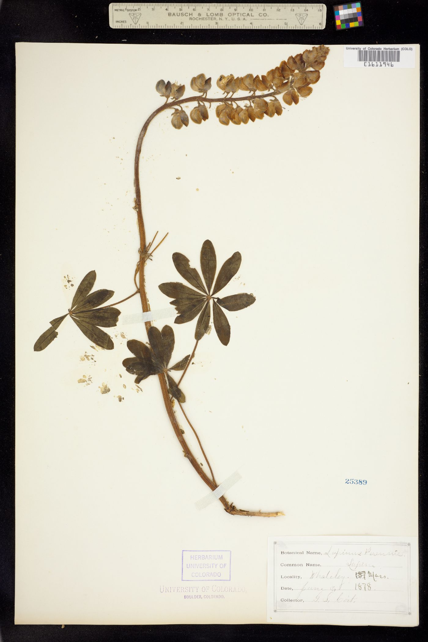 Lupinus perennis image