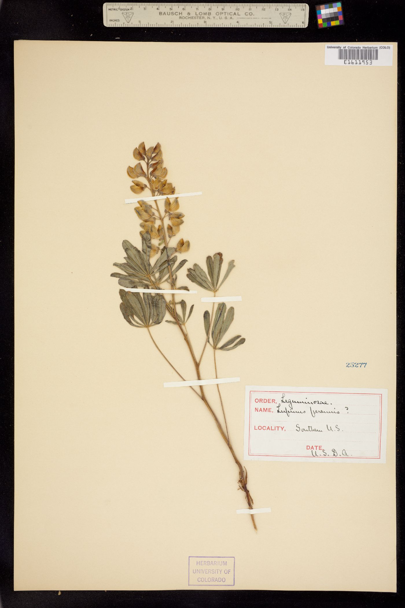 Lupinus perennis image