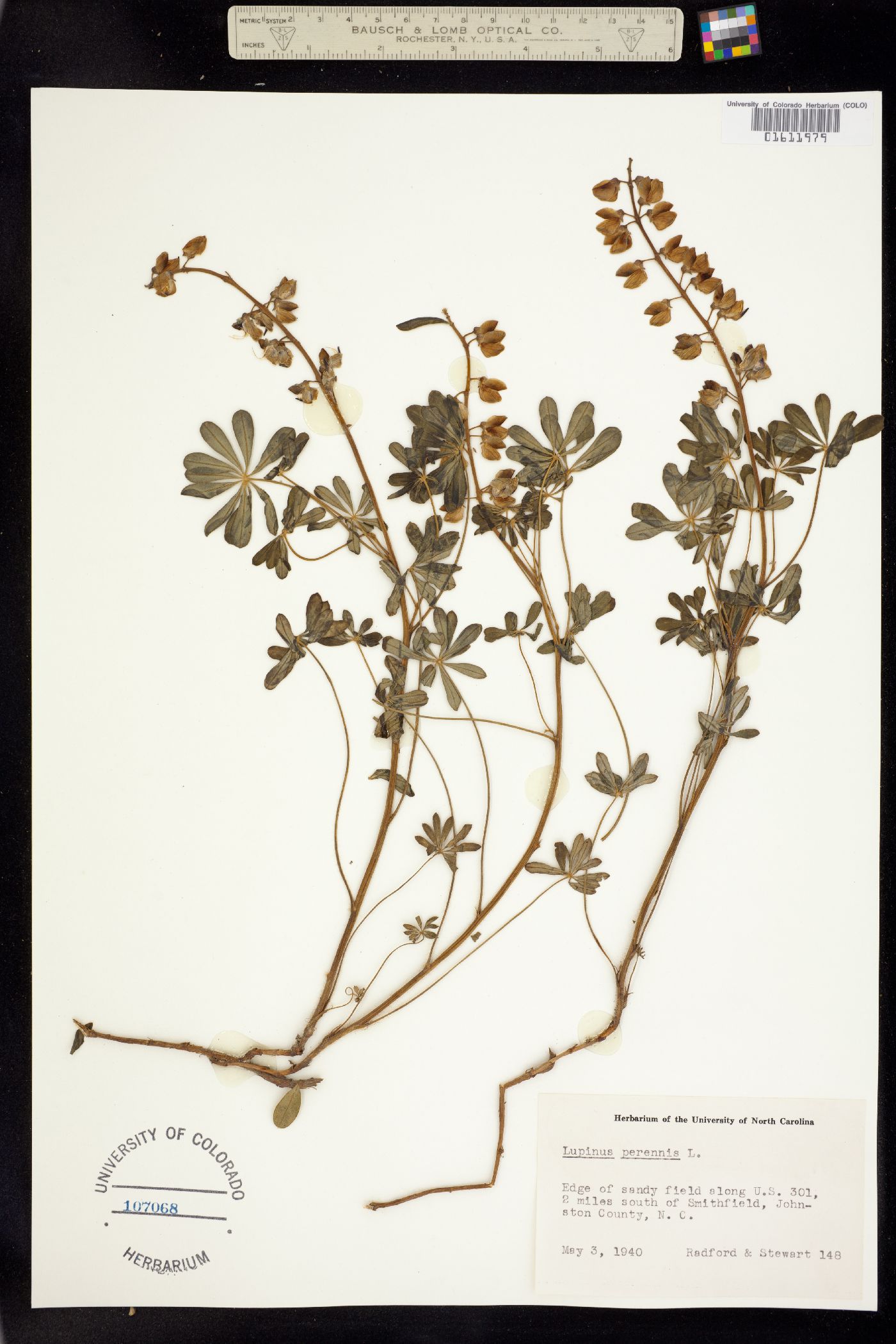 Lupinus perennis image