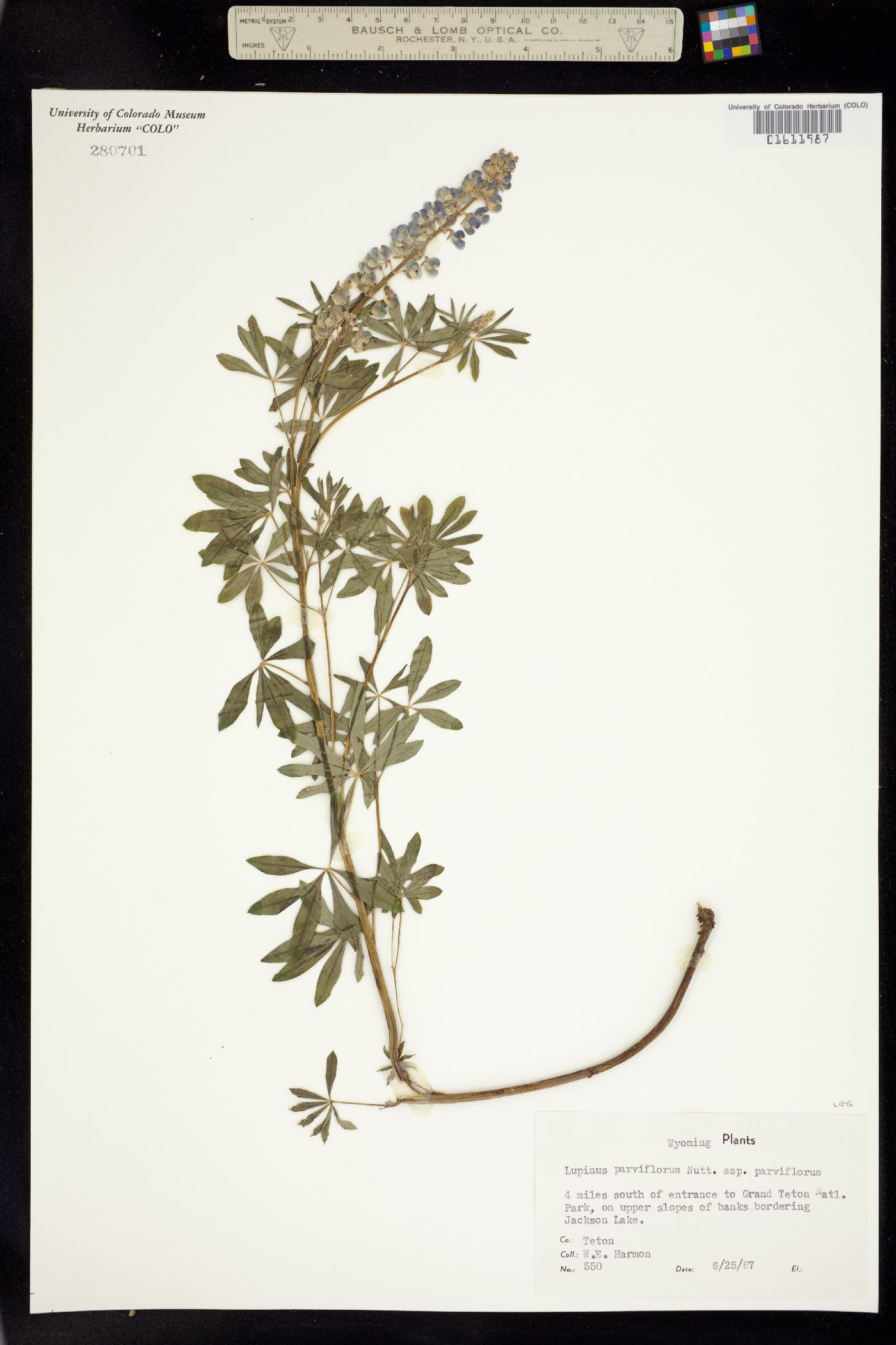 Lupinus parviflorus image