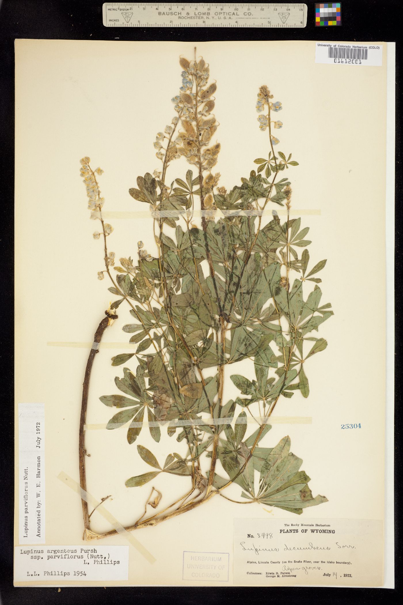 Lupinus parviflorus image