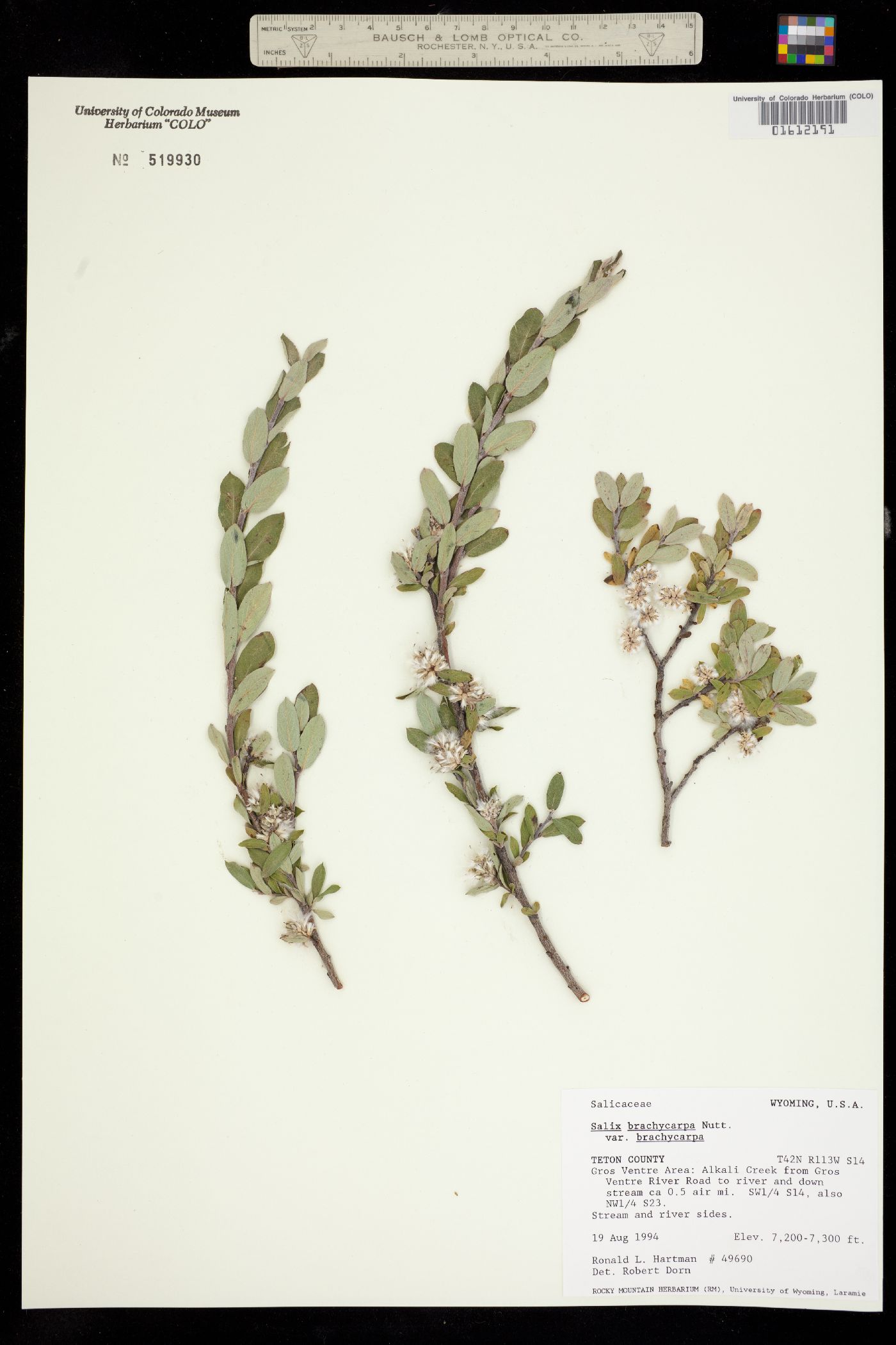 Salix brachycarpa image