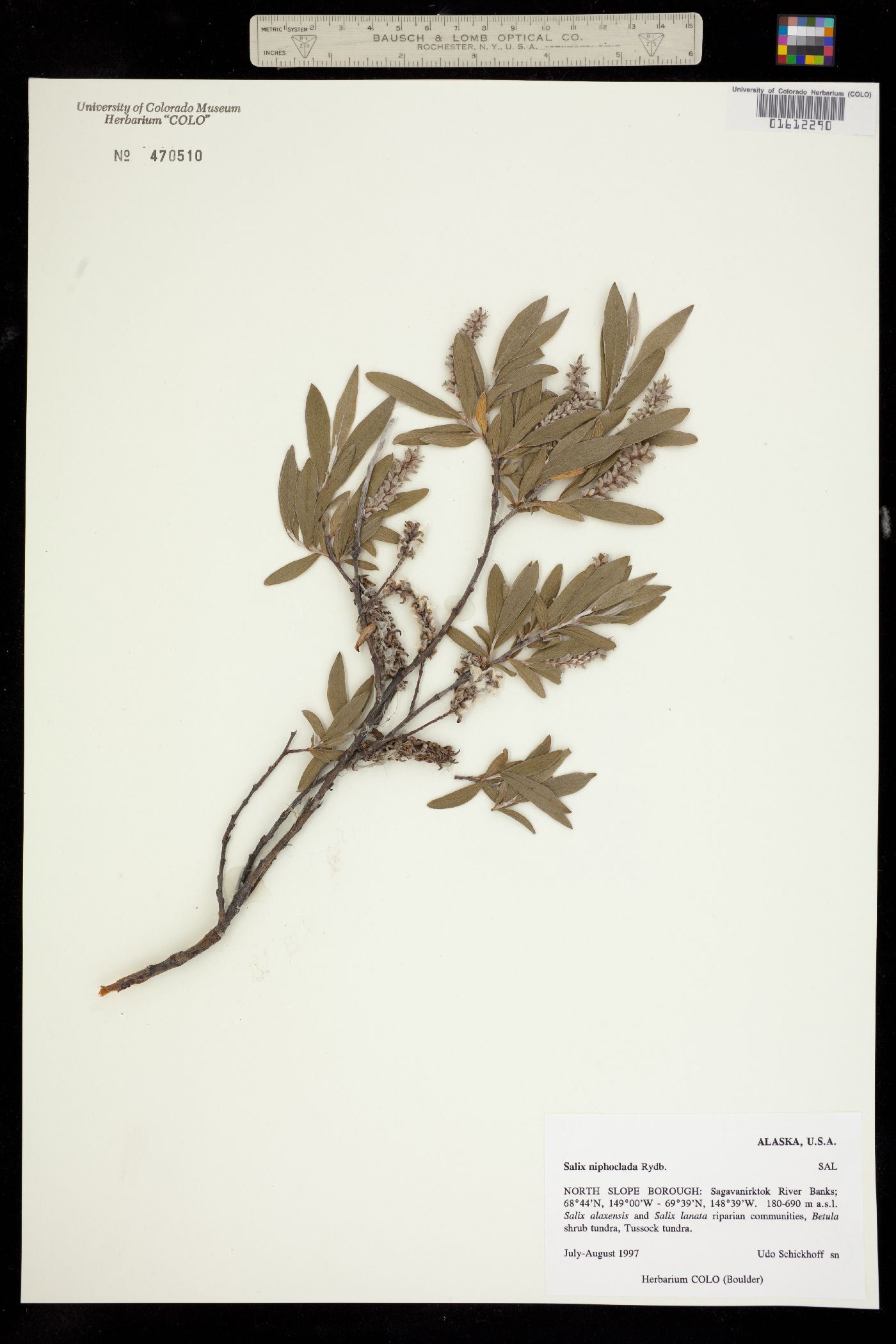 Salix niphoclada image