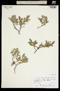 Salix niphoclada image