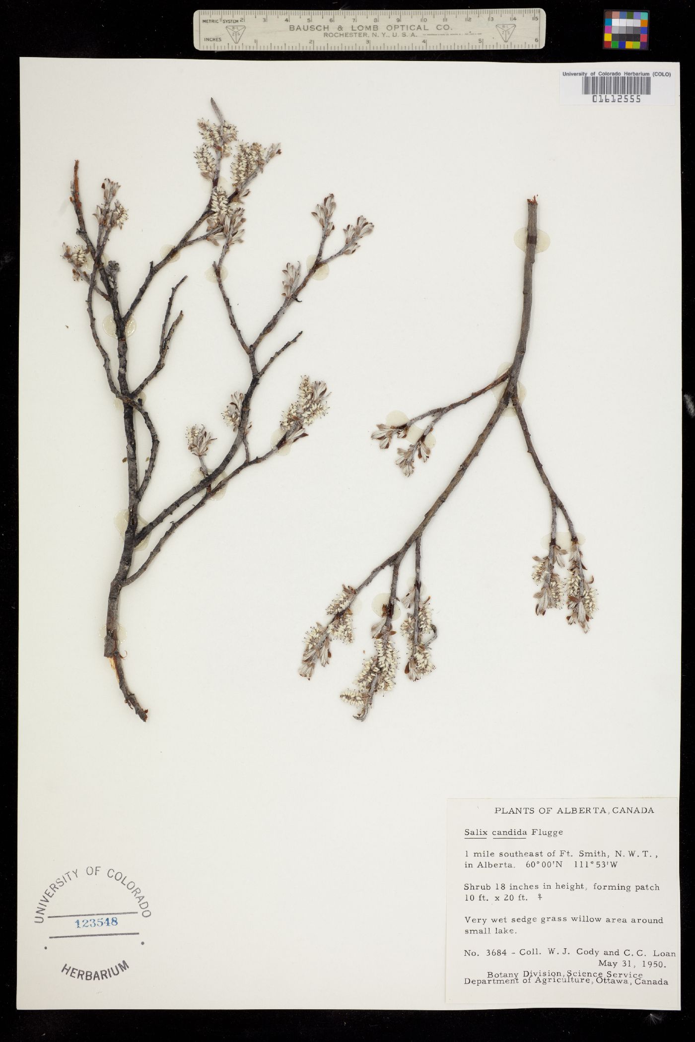 Salix candida image