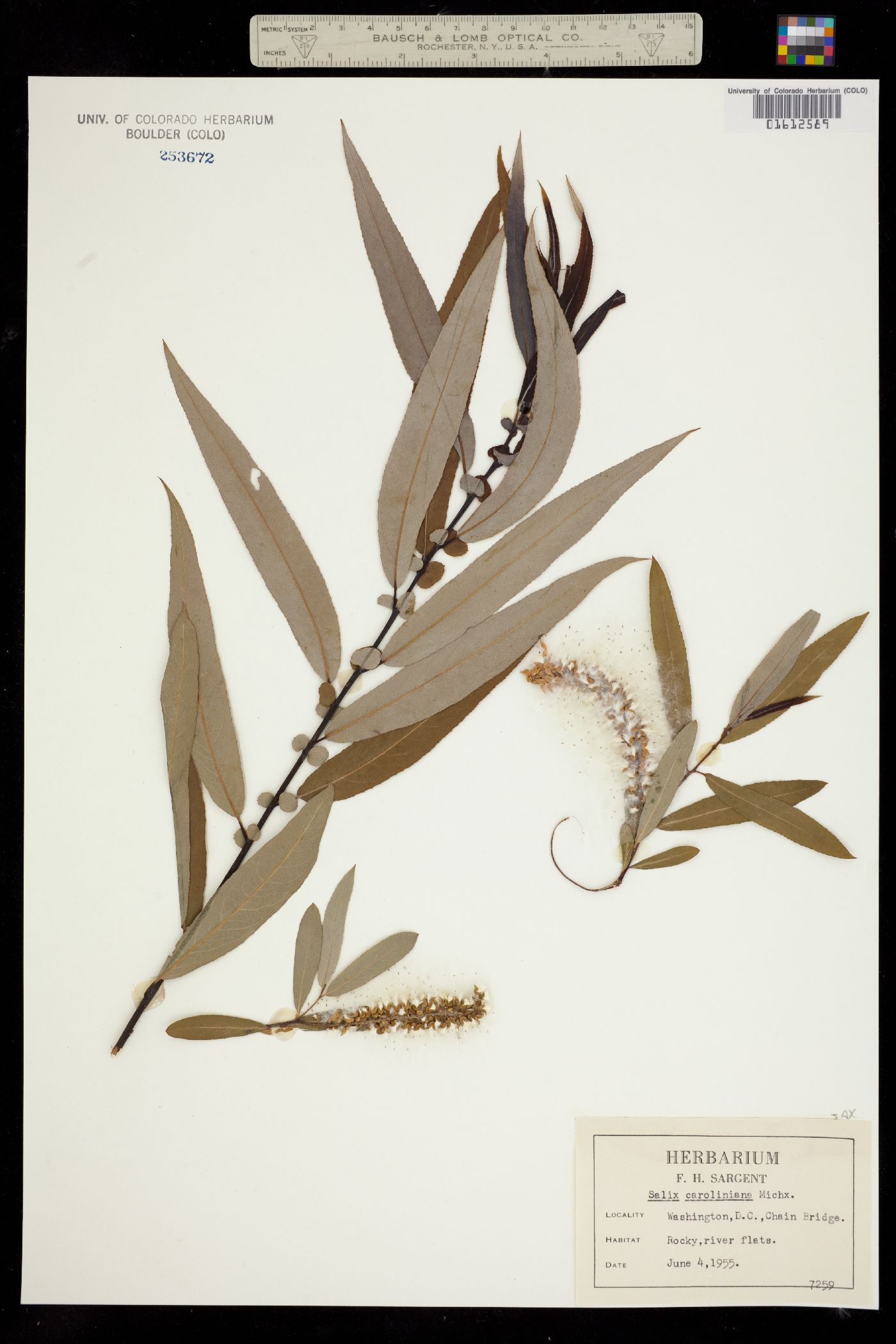 Salix caroliniana image