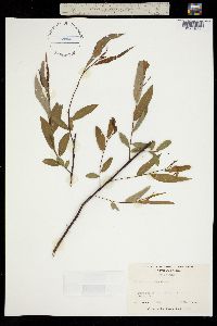 Image of Salix caroliniana