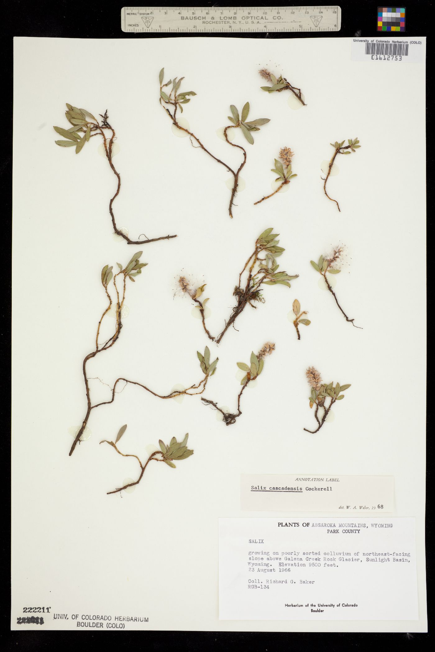 Salix cascadensis image