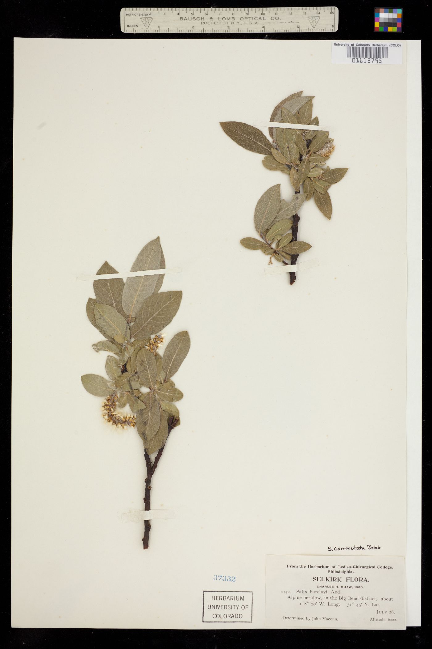 Salix commutata image