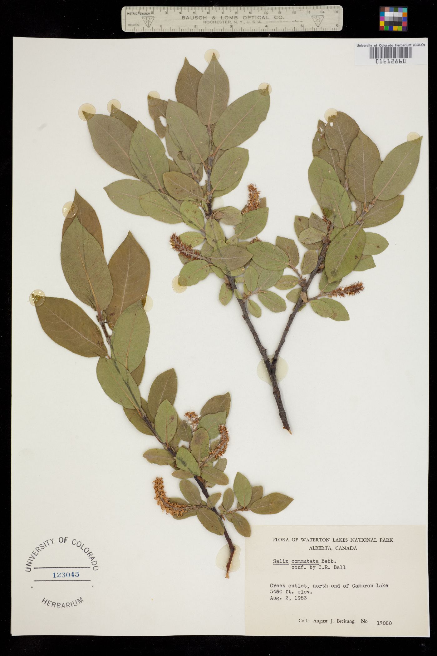 Salix commutata image