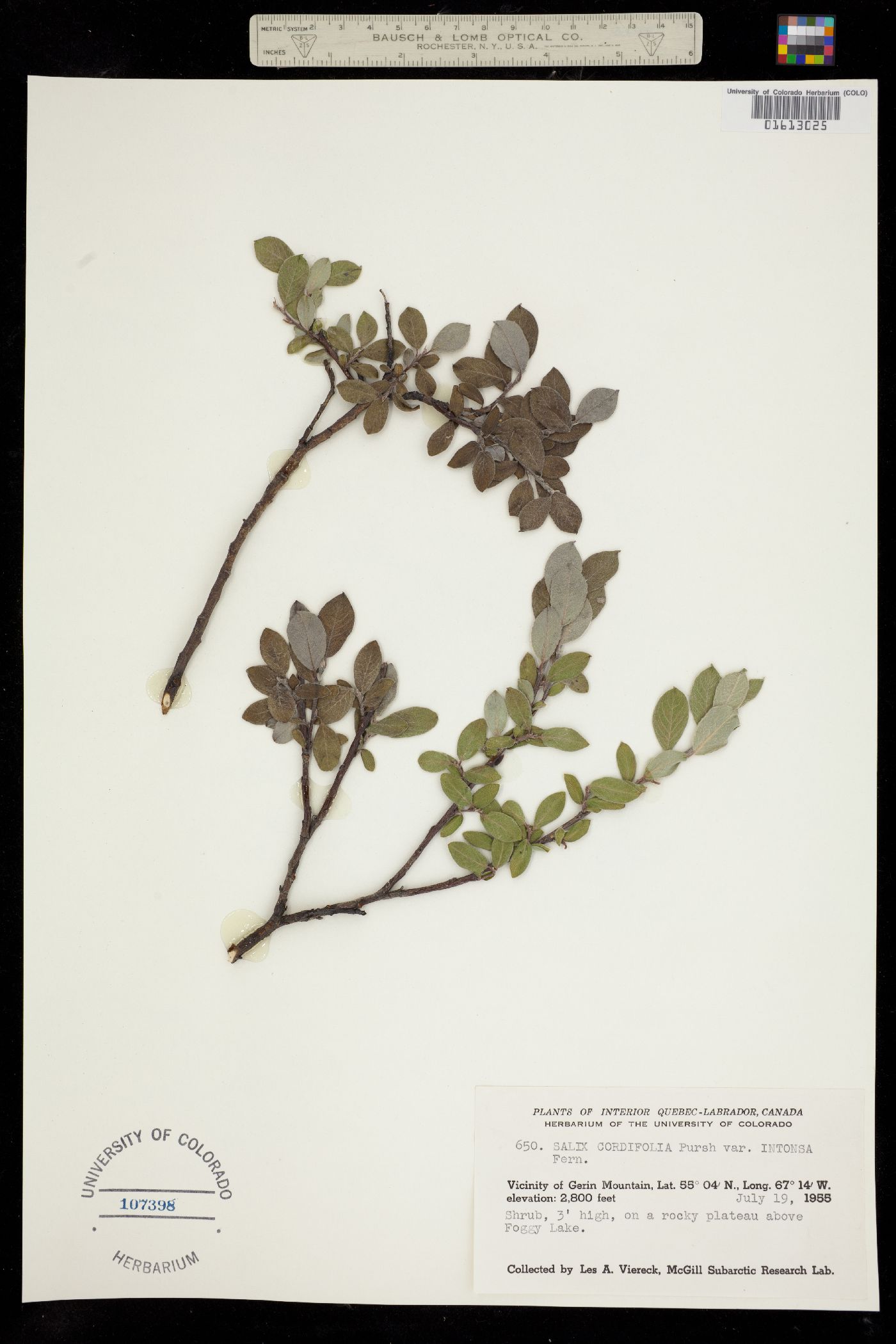 Salix glauca image