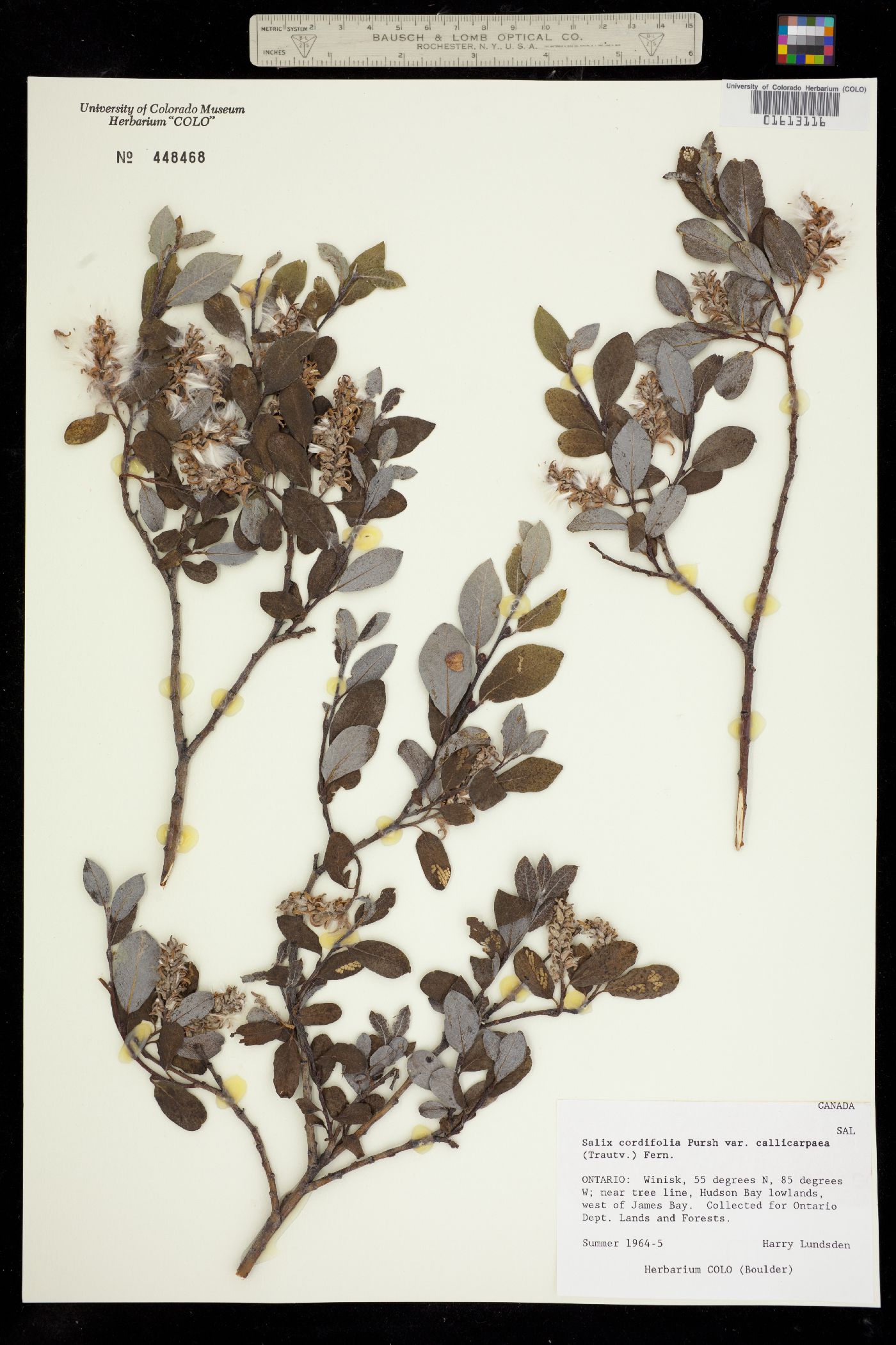 Salix glauca image