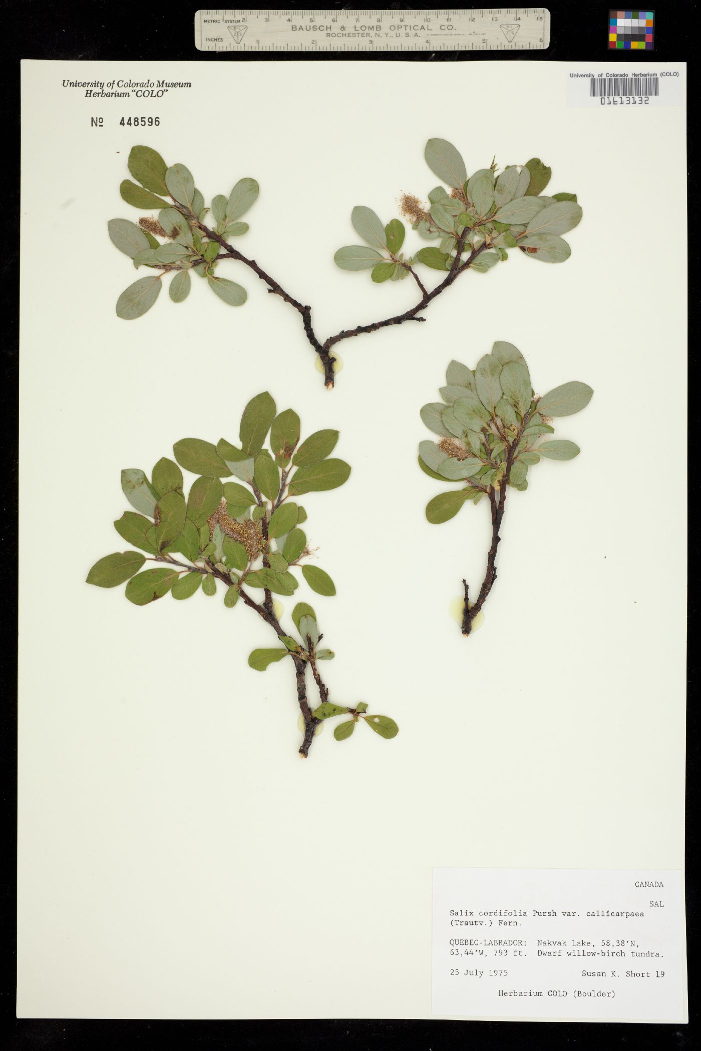 Salix glauca var. callicarpaea image