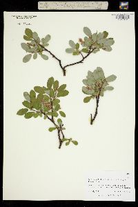 Salix glauca var. callicarpaea image
