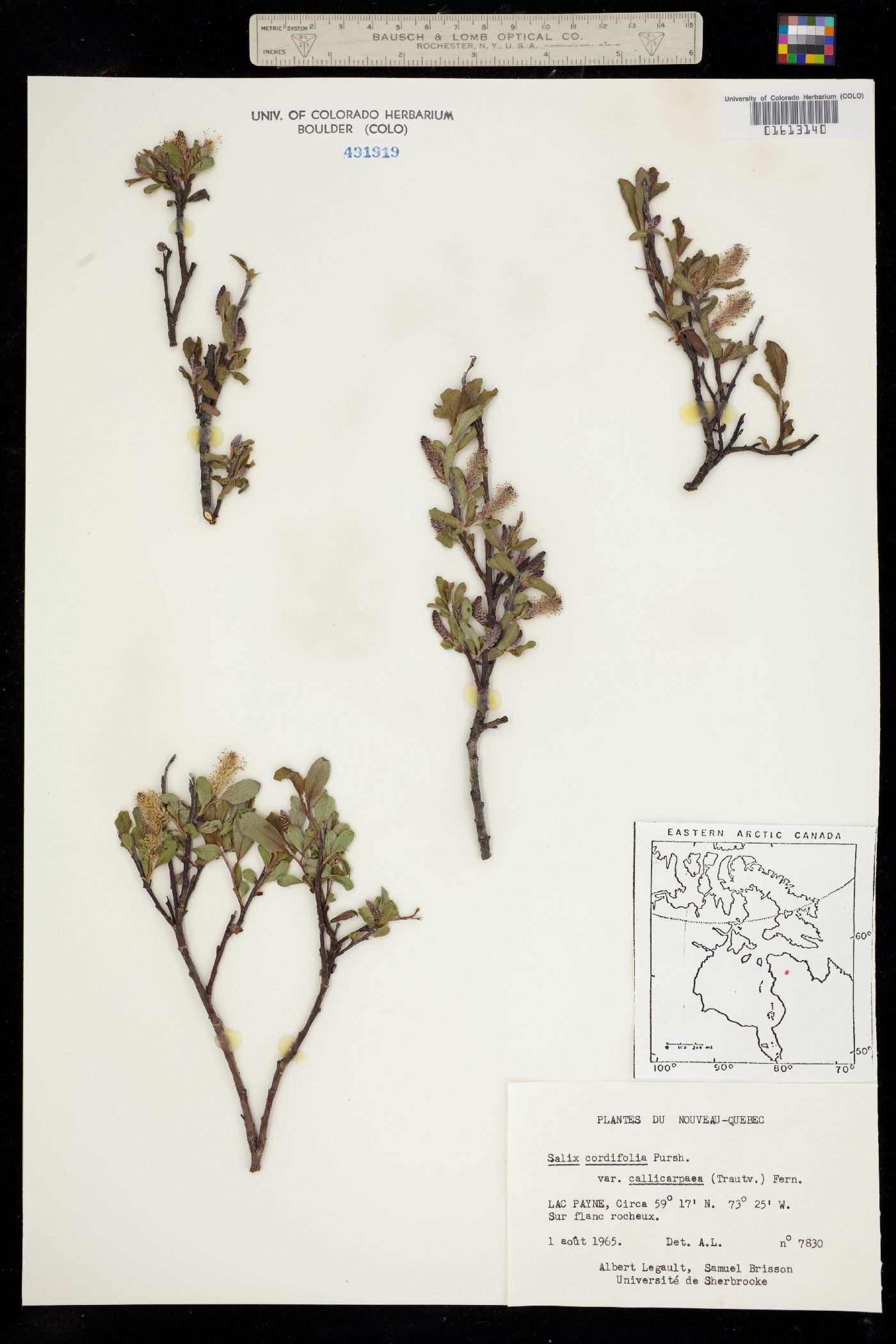 Salix glauca var. callicarpaea image