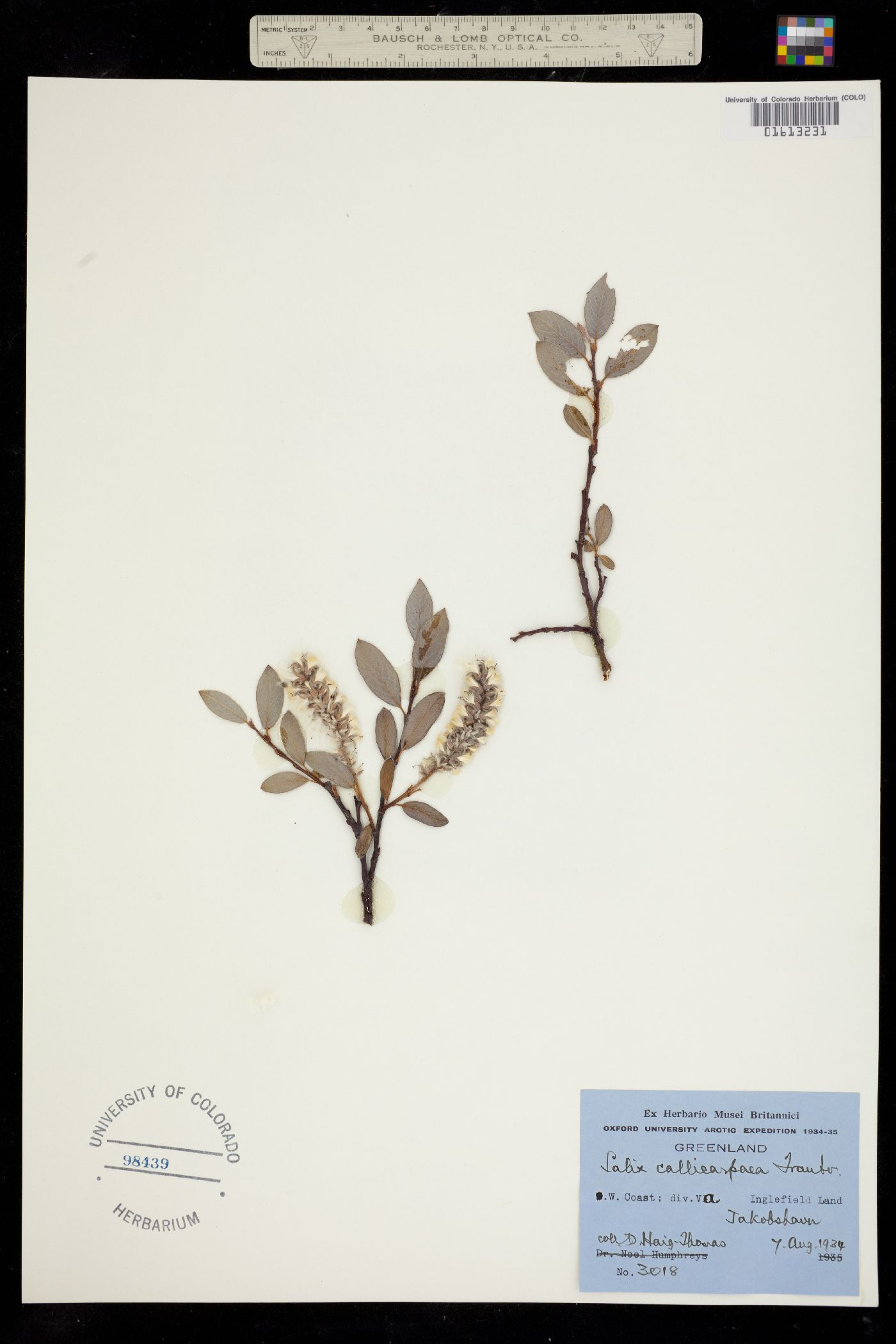 Salix callicarpaea image