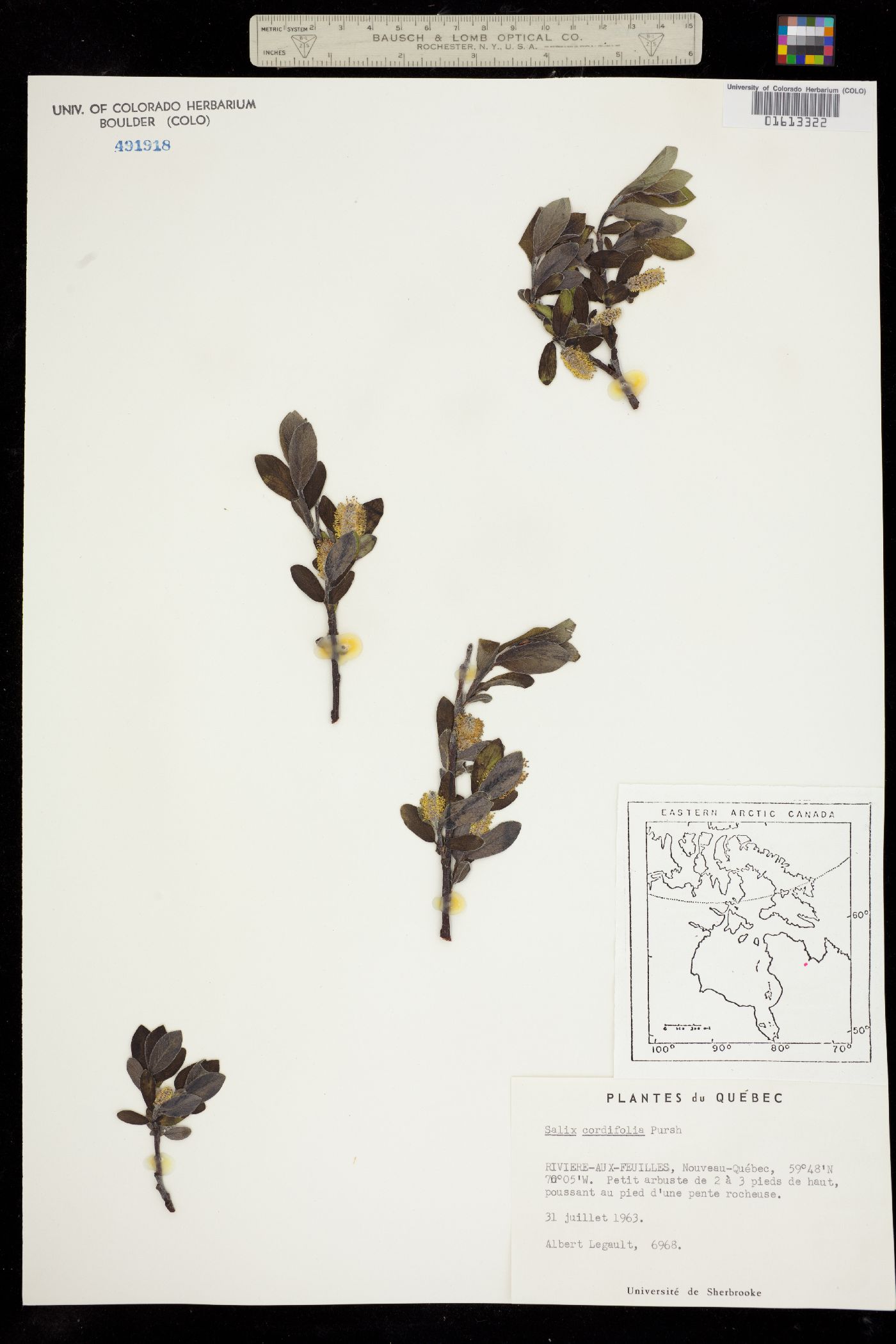Salix glauca var. callicarpaea image