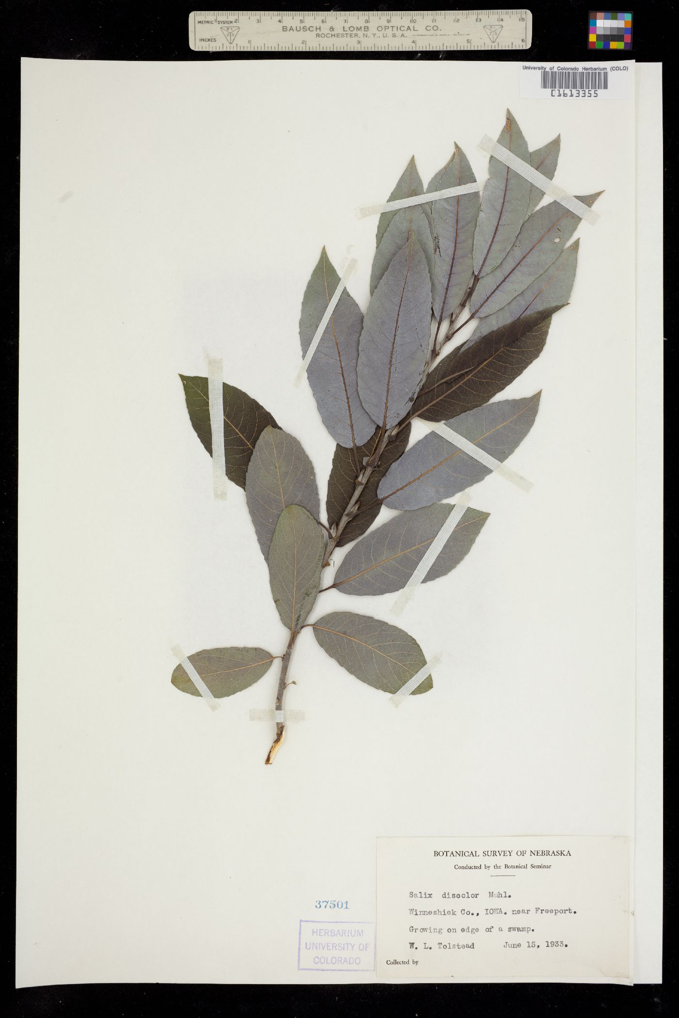 Salix discolor image