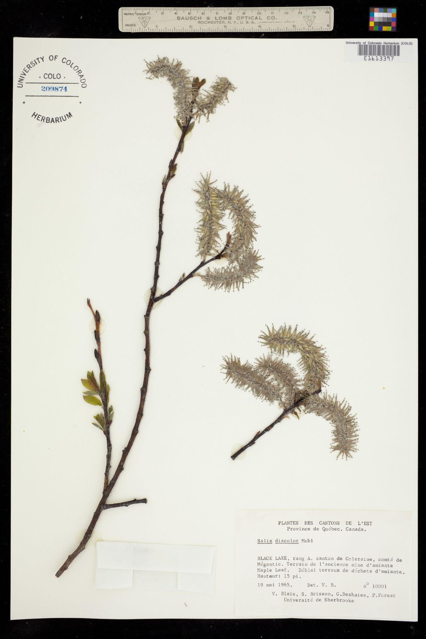 Salix discolor image