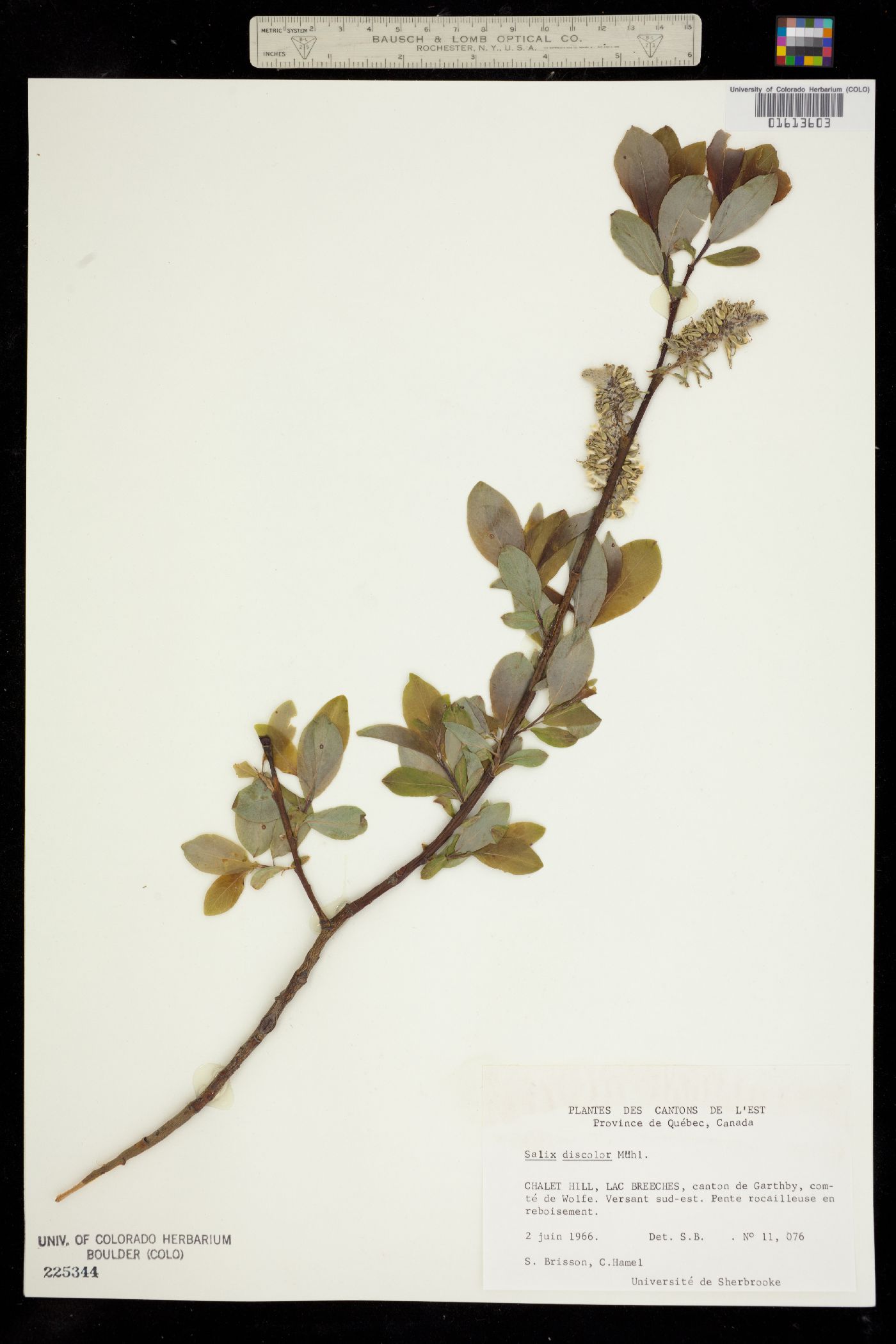 Salix discolor image