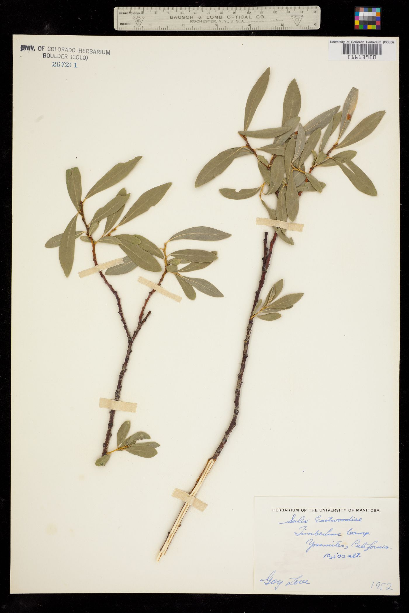 Salix eastwoodiae image