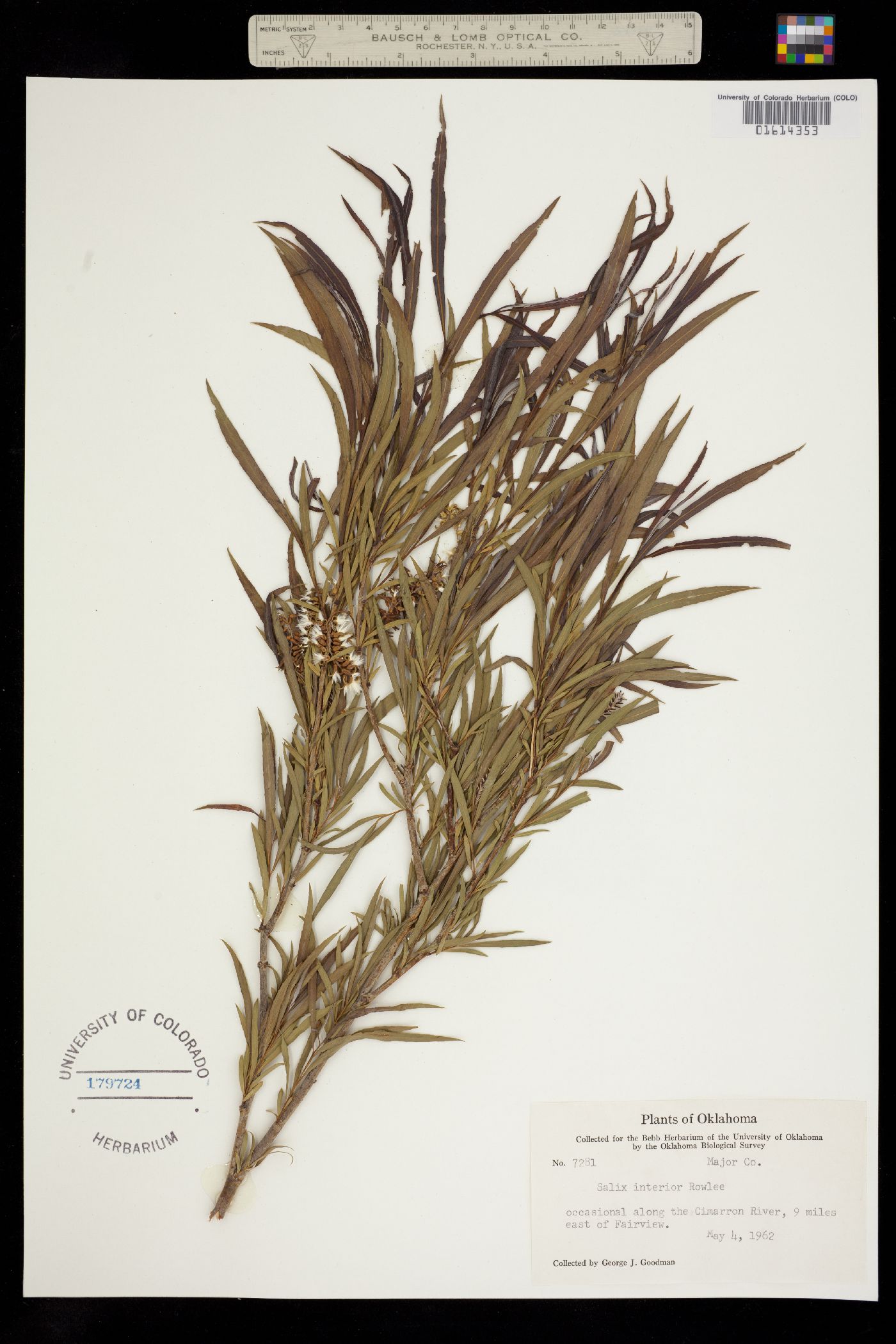 Salix exigua image