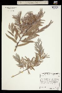 Salix exigua image